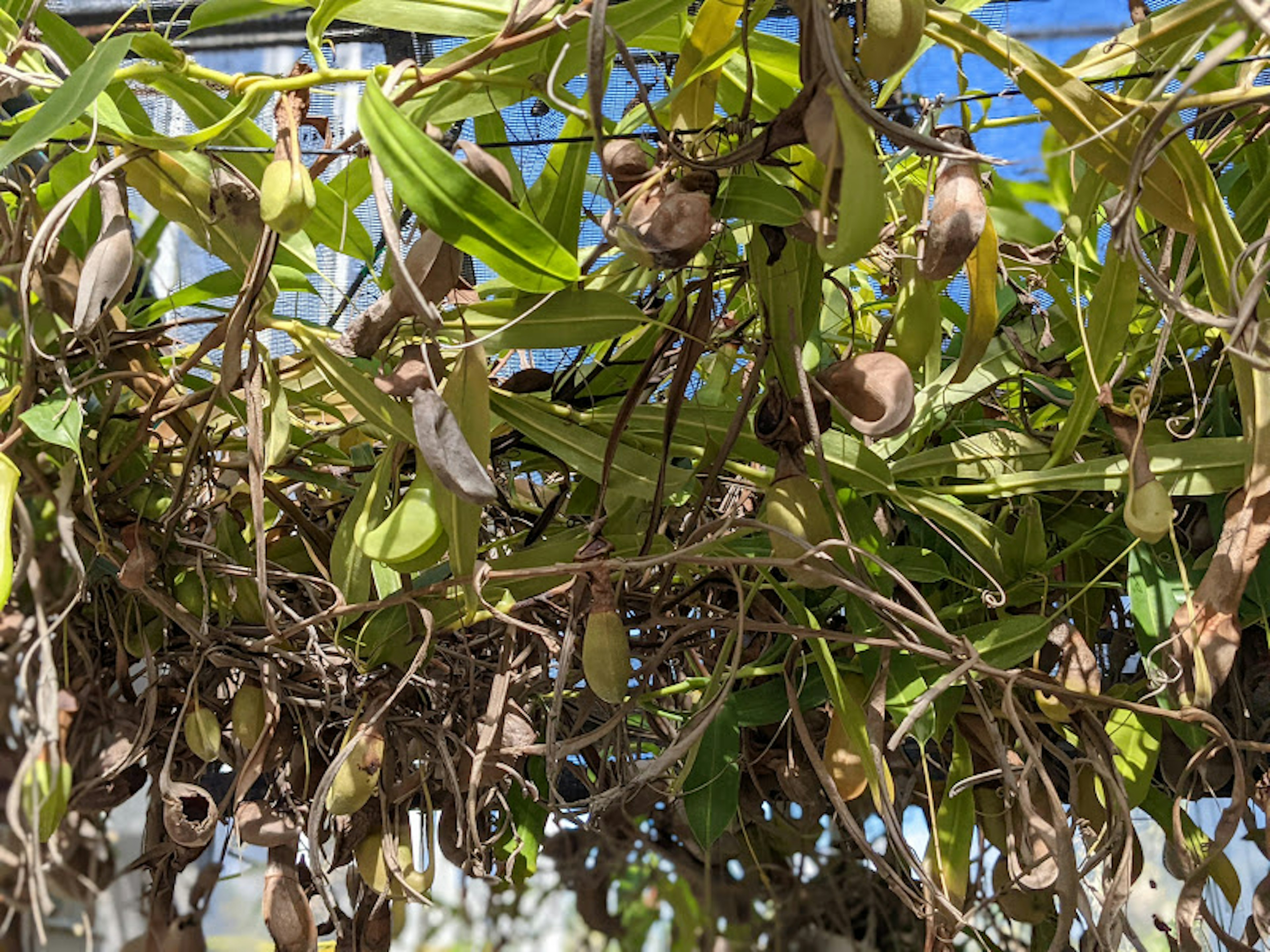 Close-up of a plant with green leaves and dried fruits intertwined