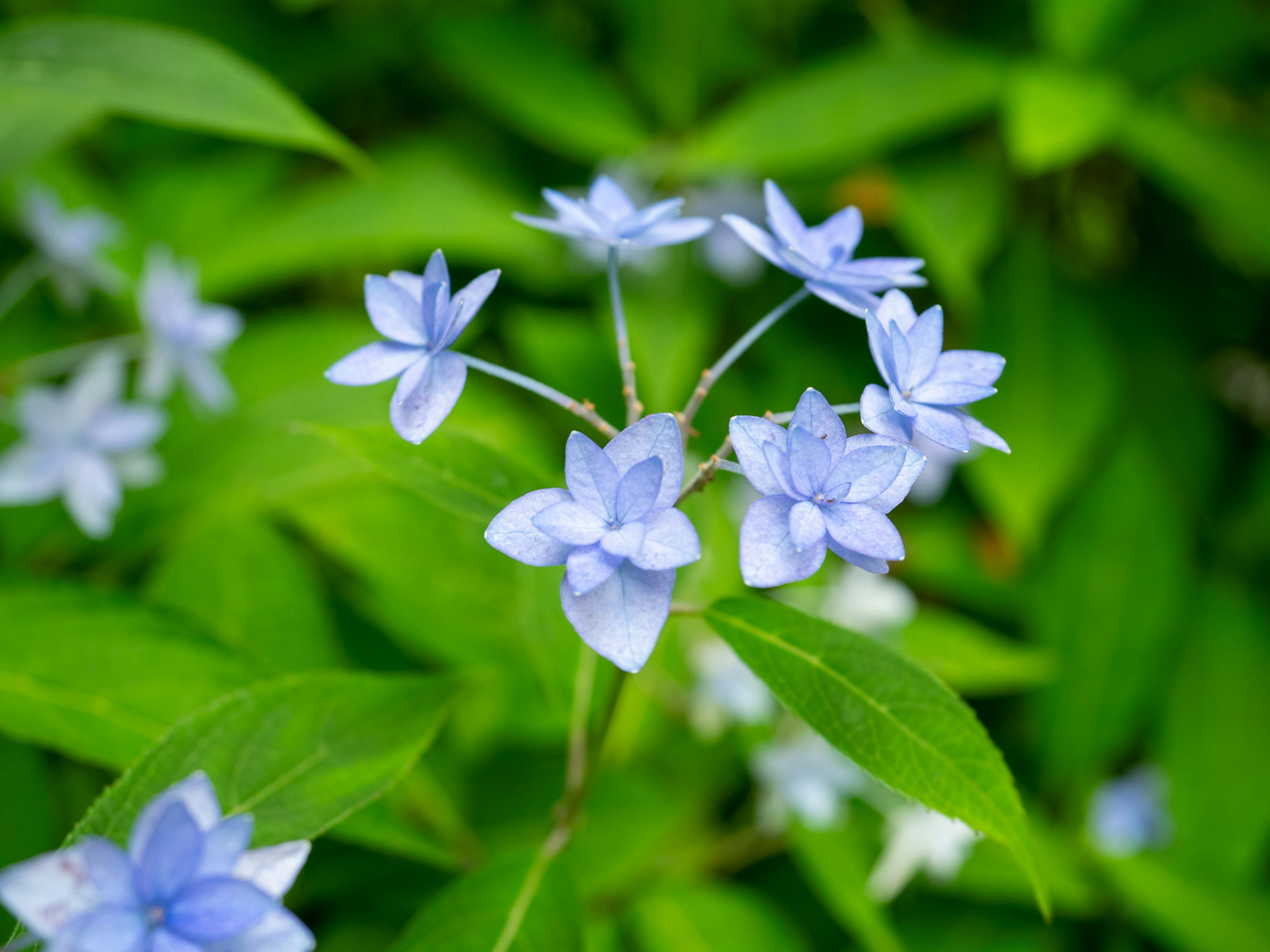 Cluster of light blue flowers surrounded by lush green leaves