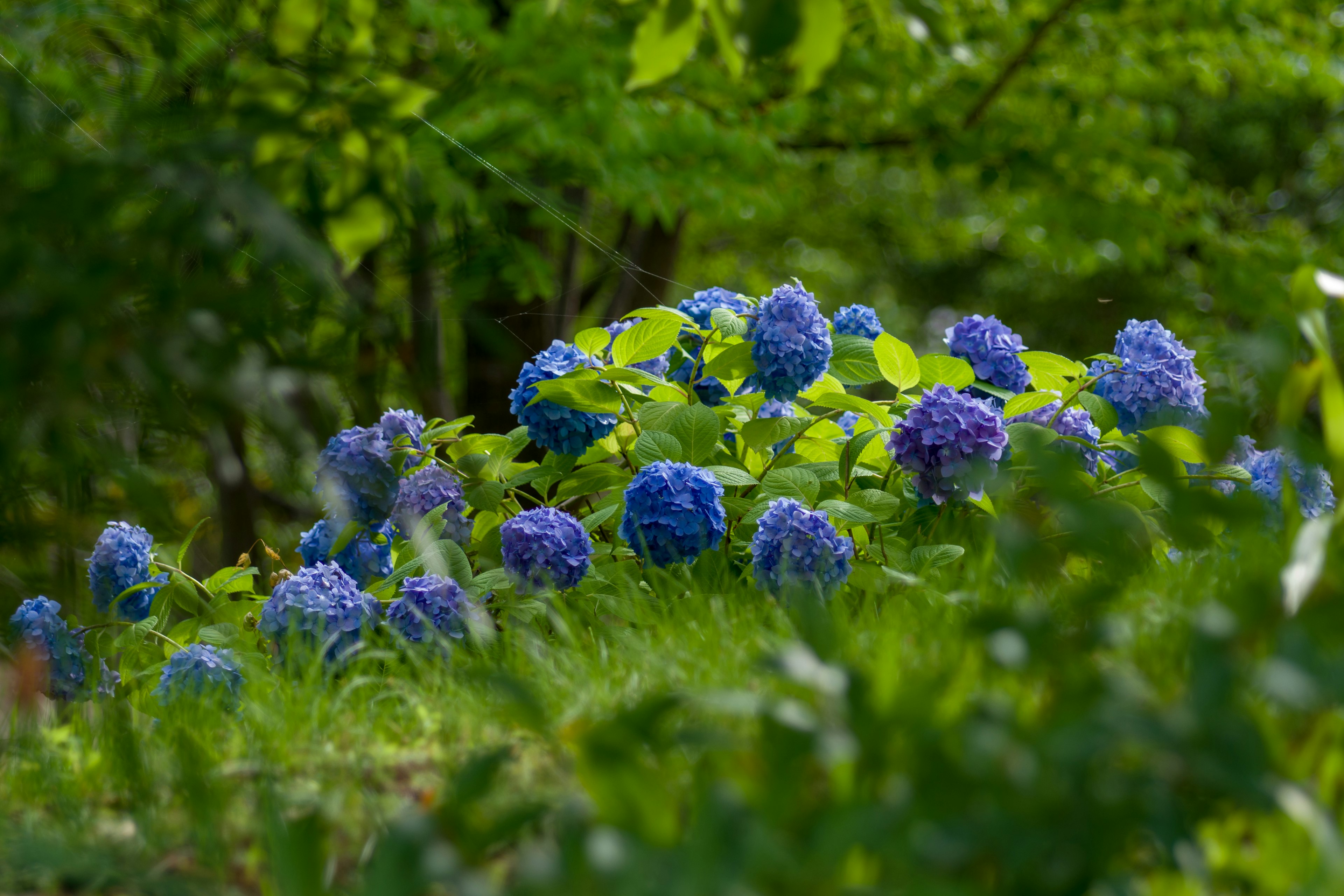 Blue hydrangeas blooming amidst green foliage