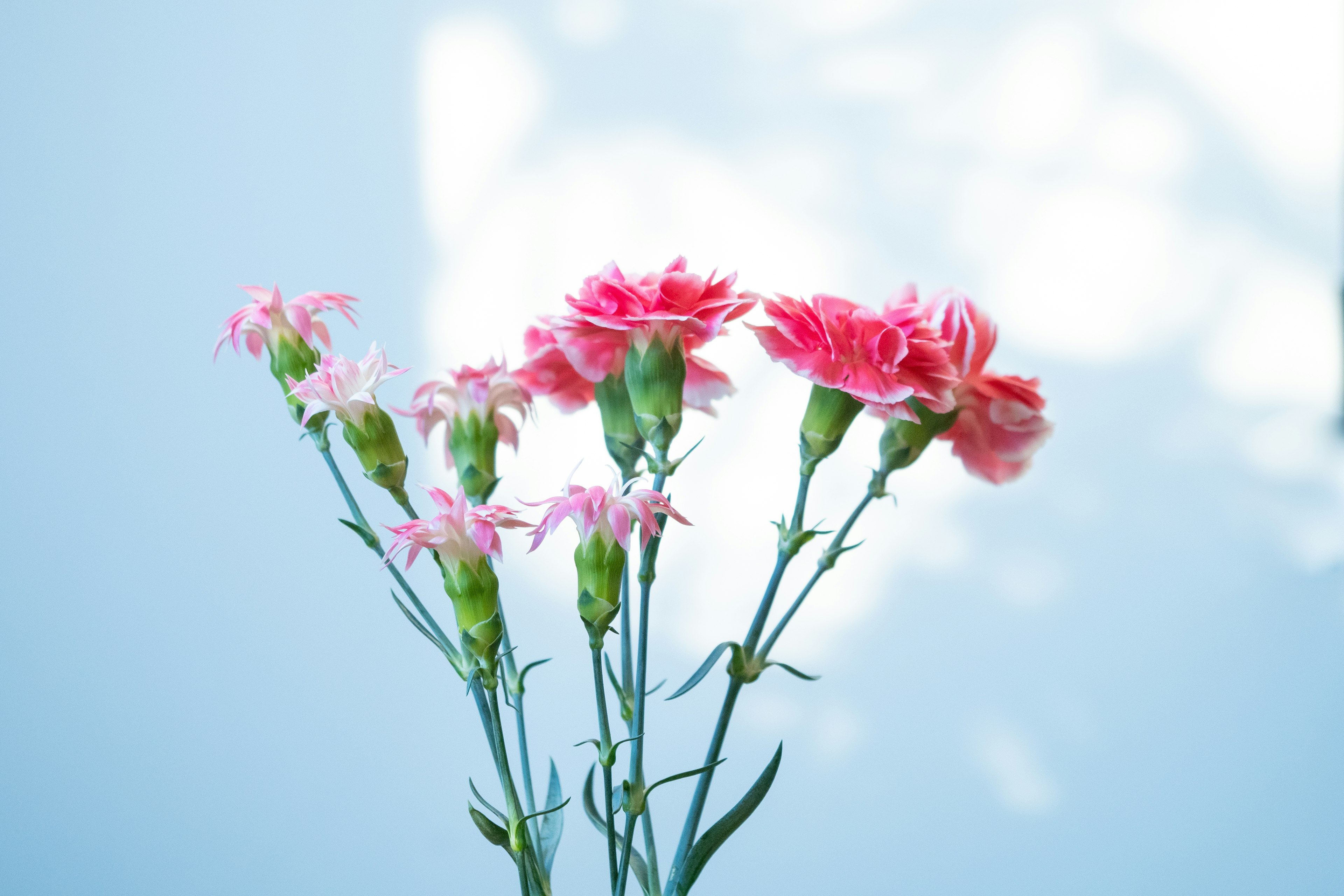 Pink carnations blooming against a blue background