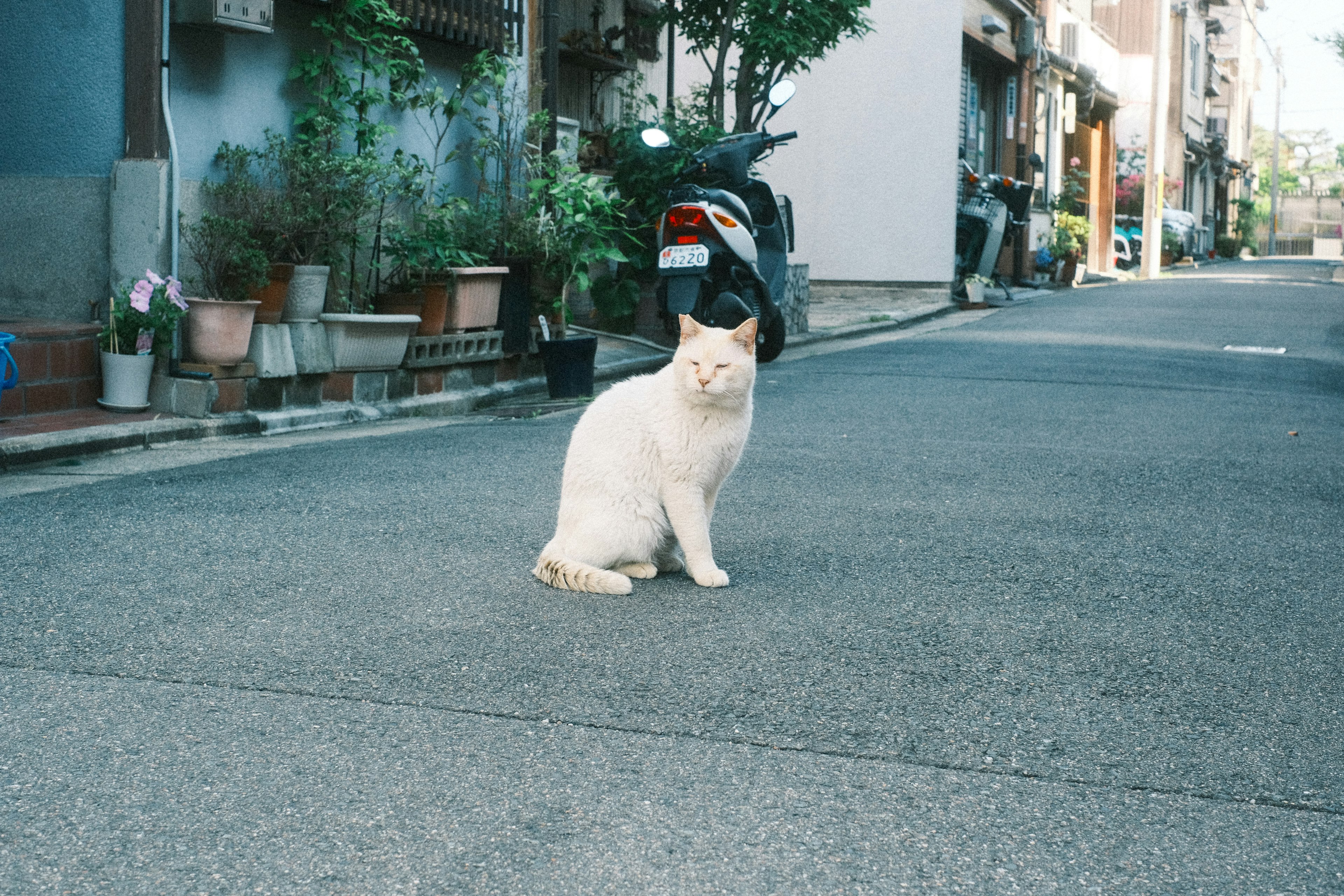 Un chat blanc assis tranquillement dans la rue entouré de plantes et d'une moto