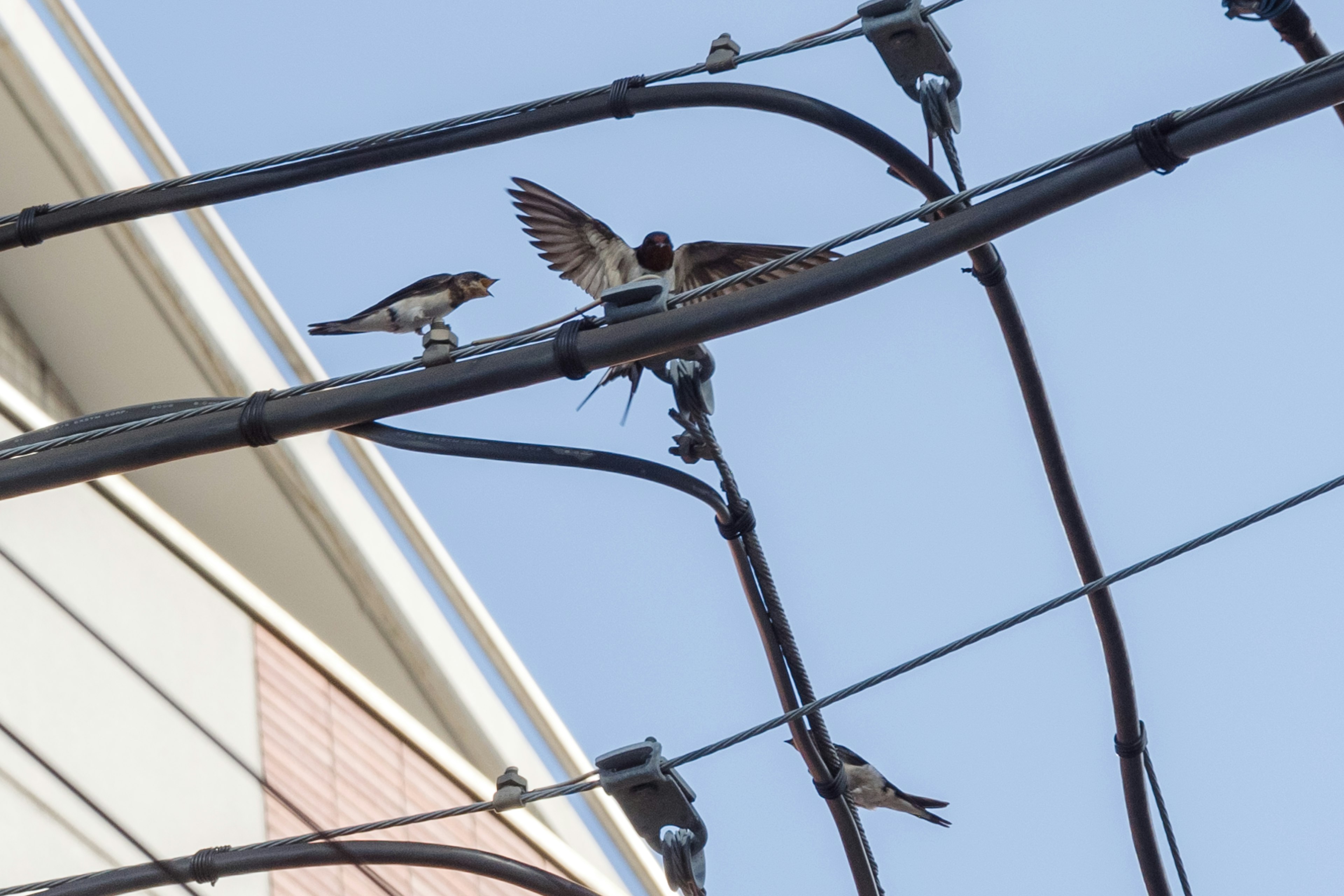 Vögel, die auf Stromleitungen sitzen und sich zum Abflug vorbereiten