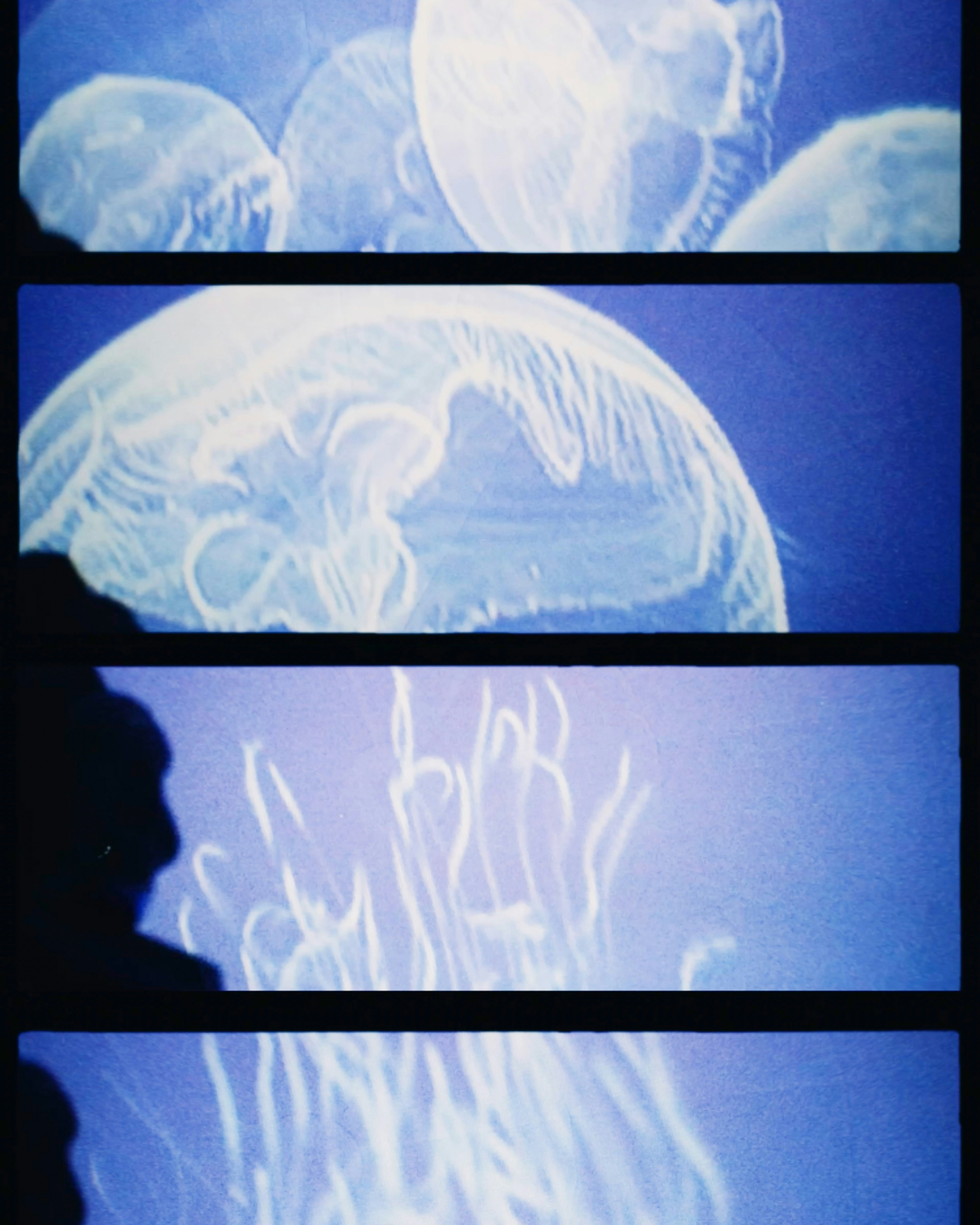 Four sections displaying jellyfish against a blue background