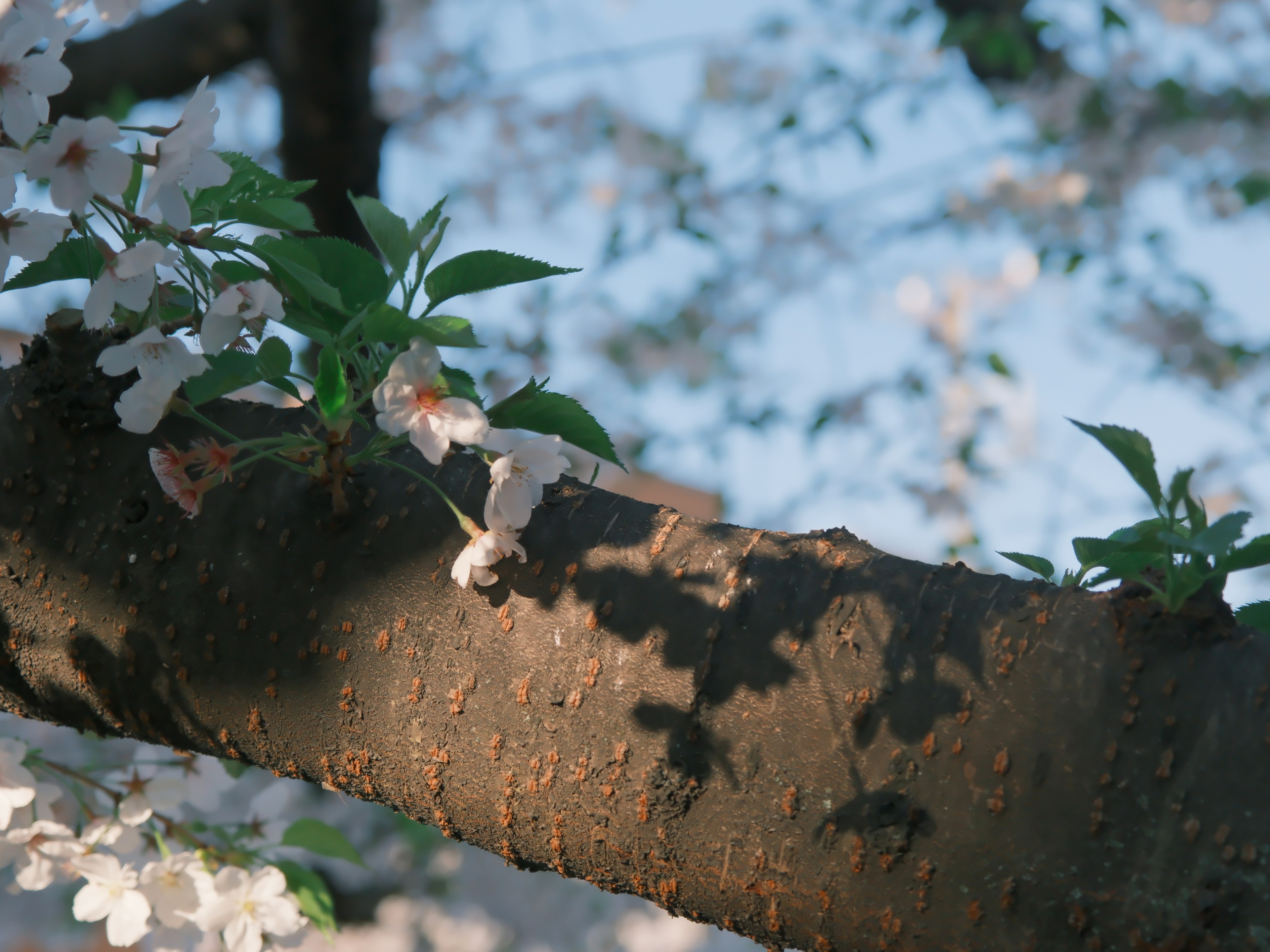 桜の花と葉がある木の枝のクローズアップ