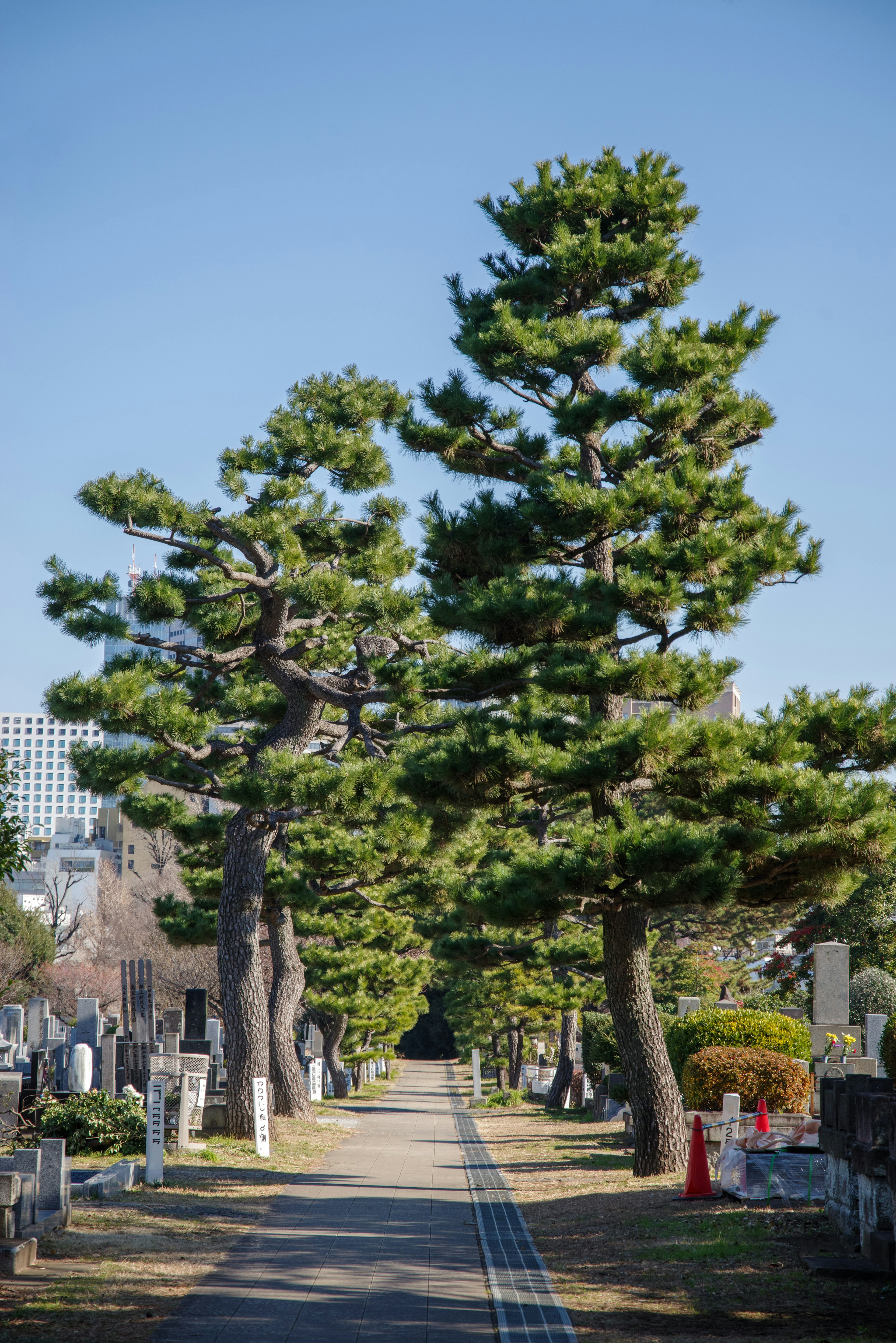 Quiet cemetery path lined with pine trees