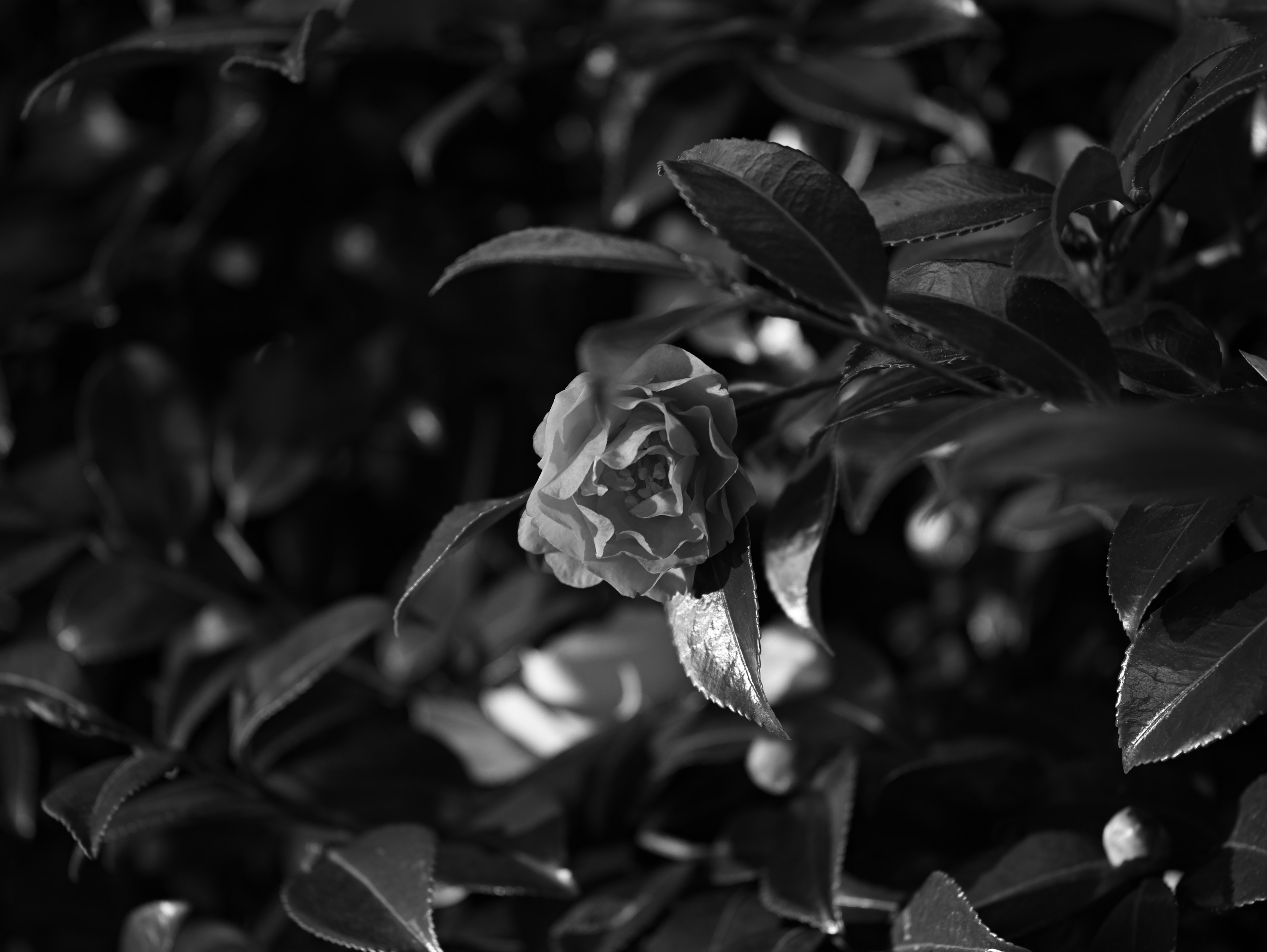 Un bellissimo fiore che sboccia tra un fogliame verde scuro in bianco e nero