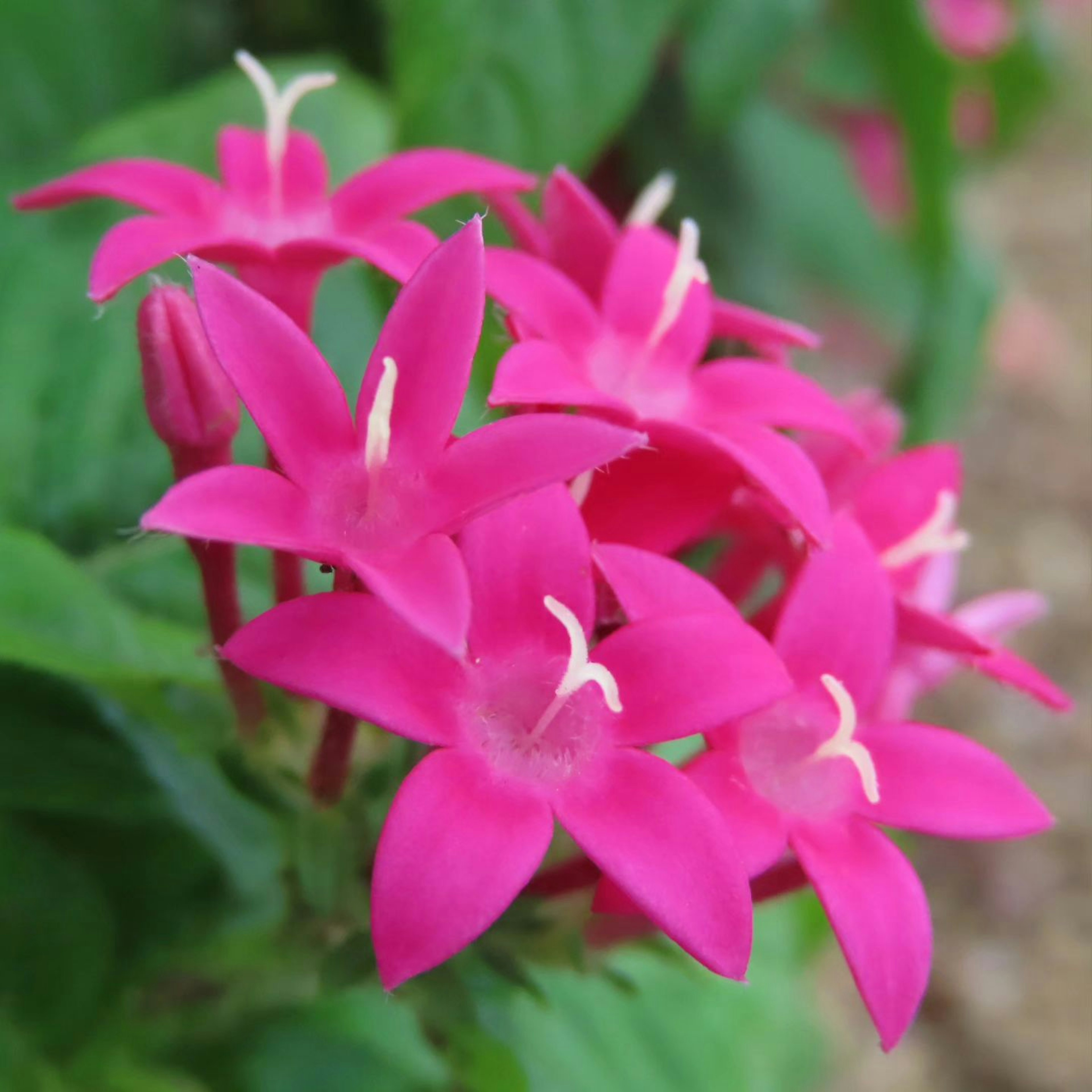 Vibrant cluster of star-shaped pink flowers