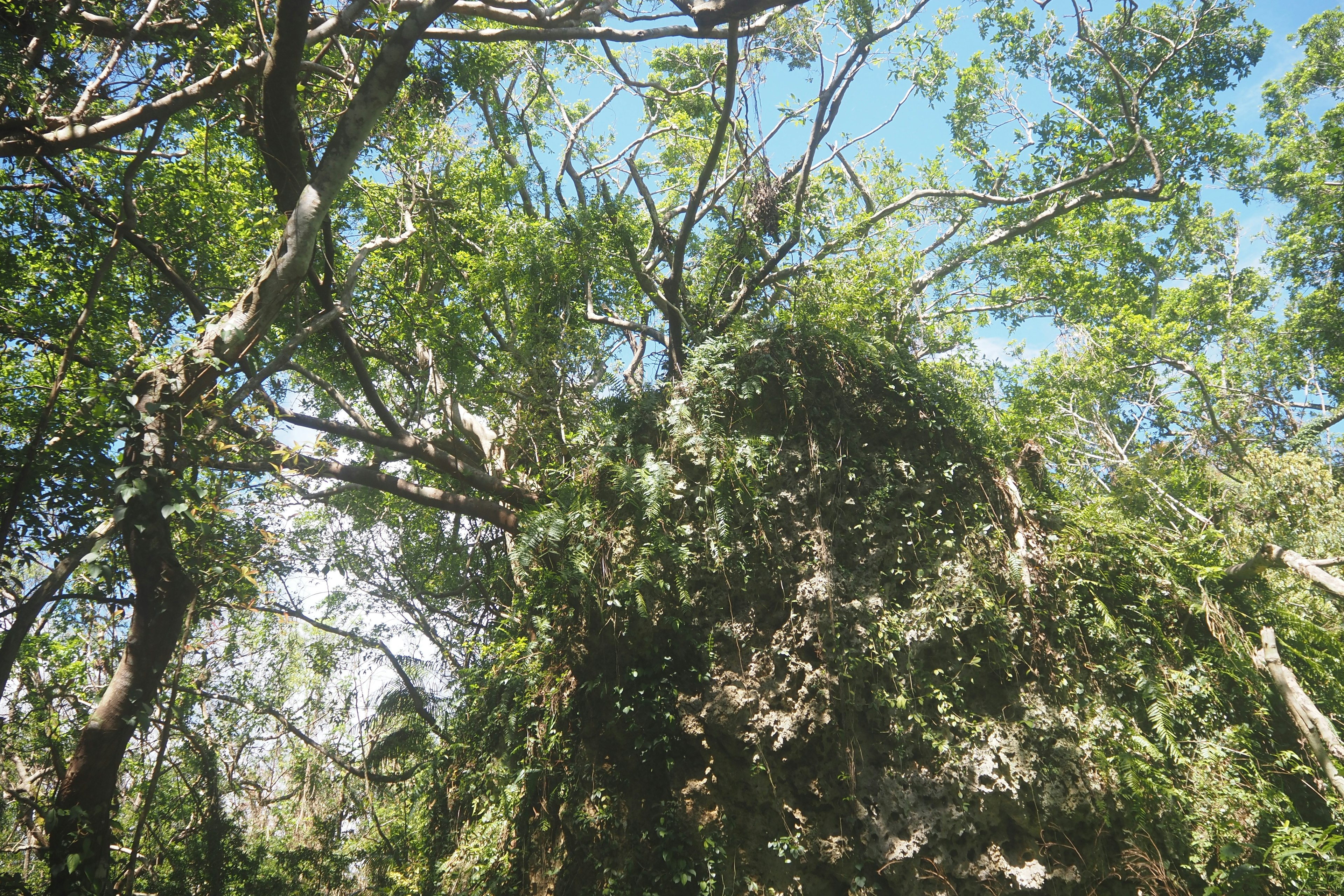 Lush green trees under a blue sky