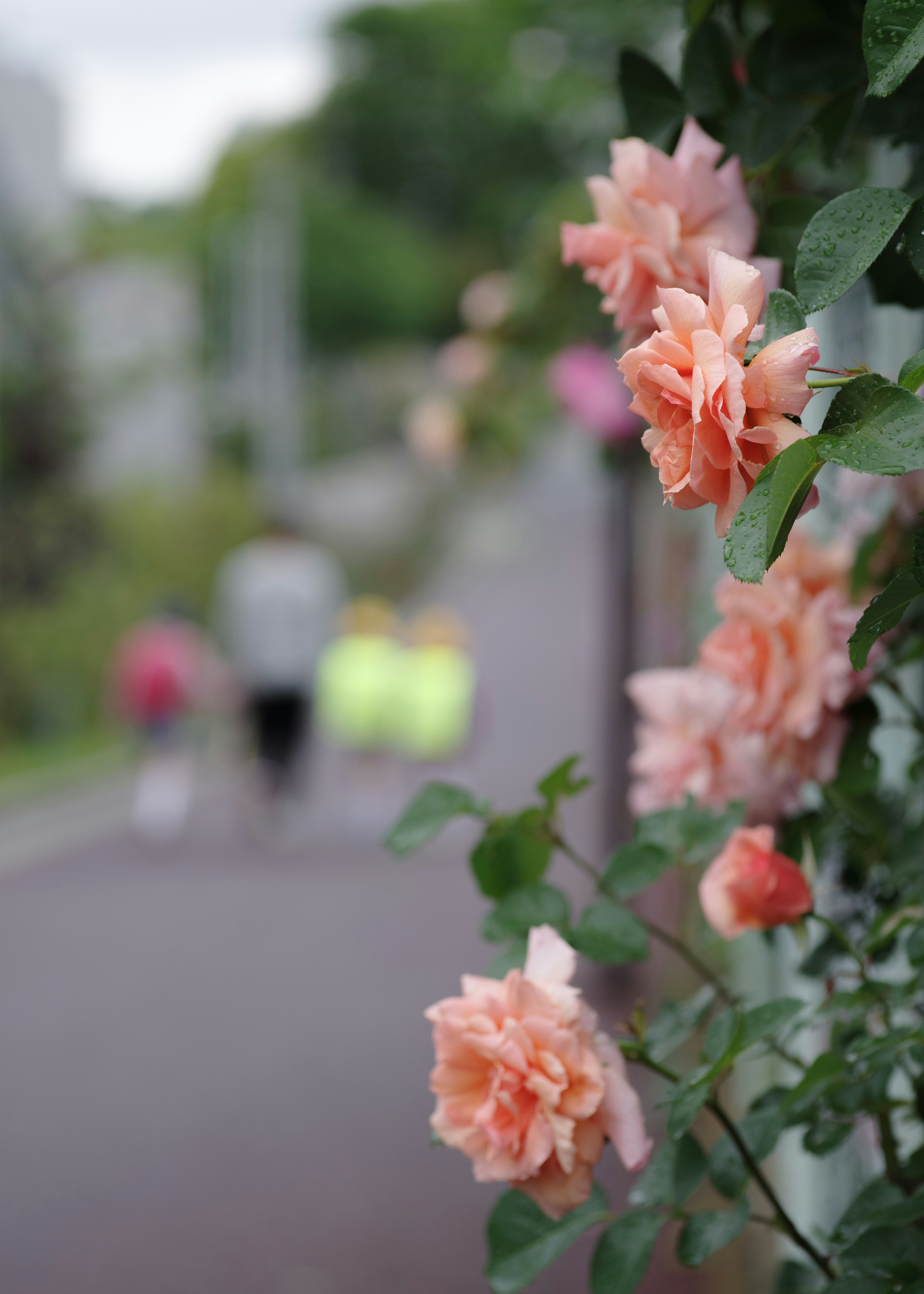 Mawar peach mekar dengan jalan yang kabur dan orang-orang di latar belakang