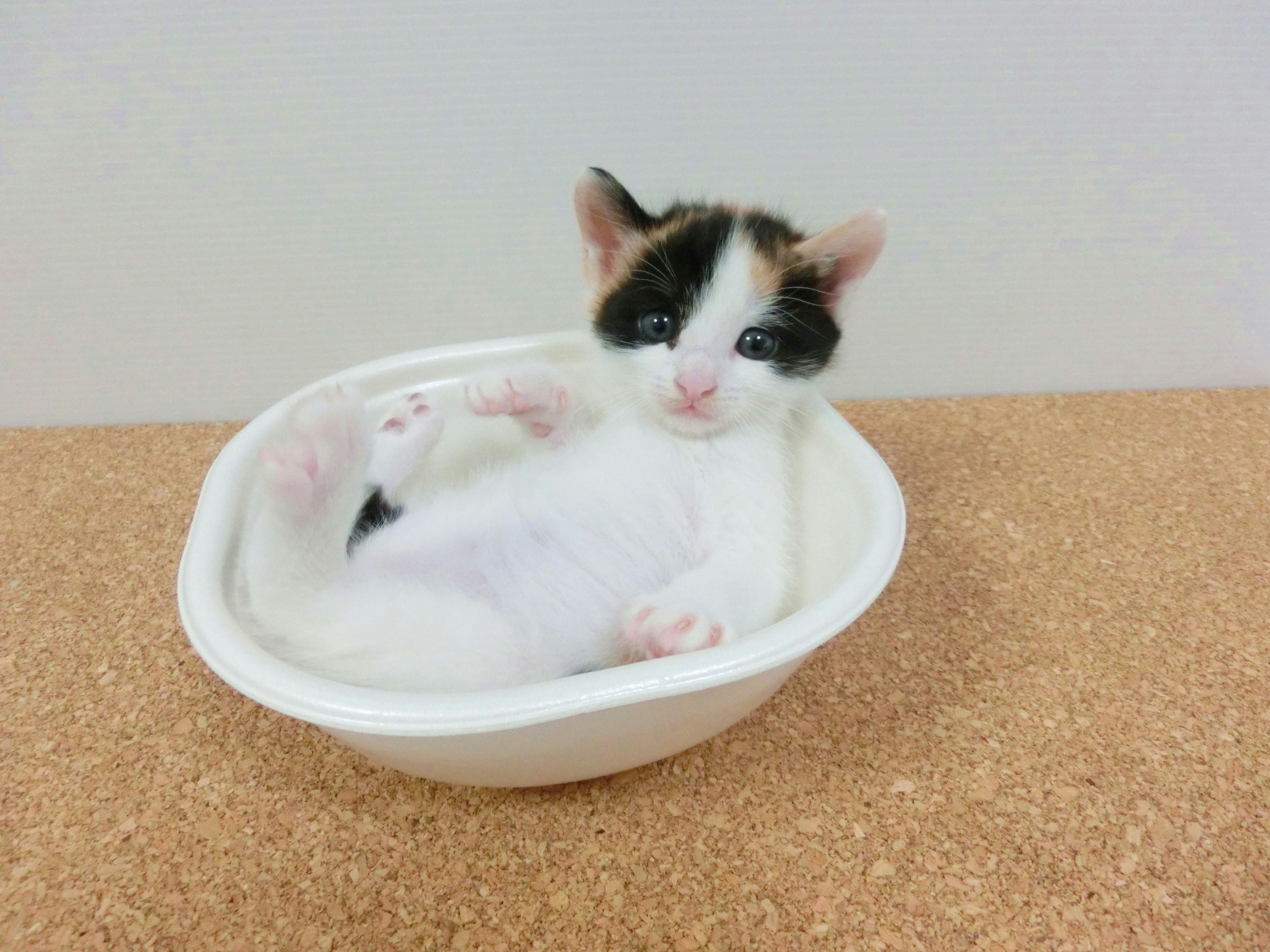 Calico kitten lying in a white bowl