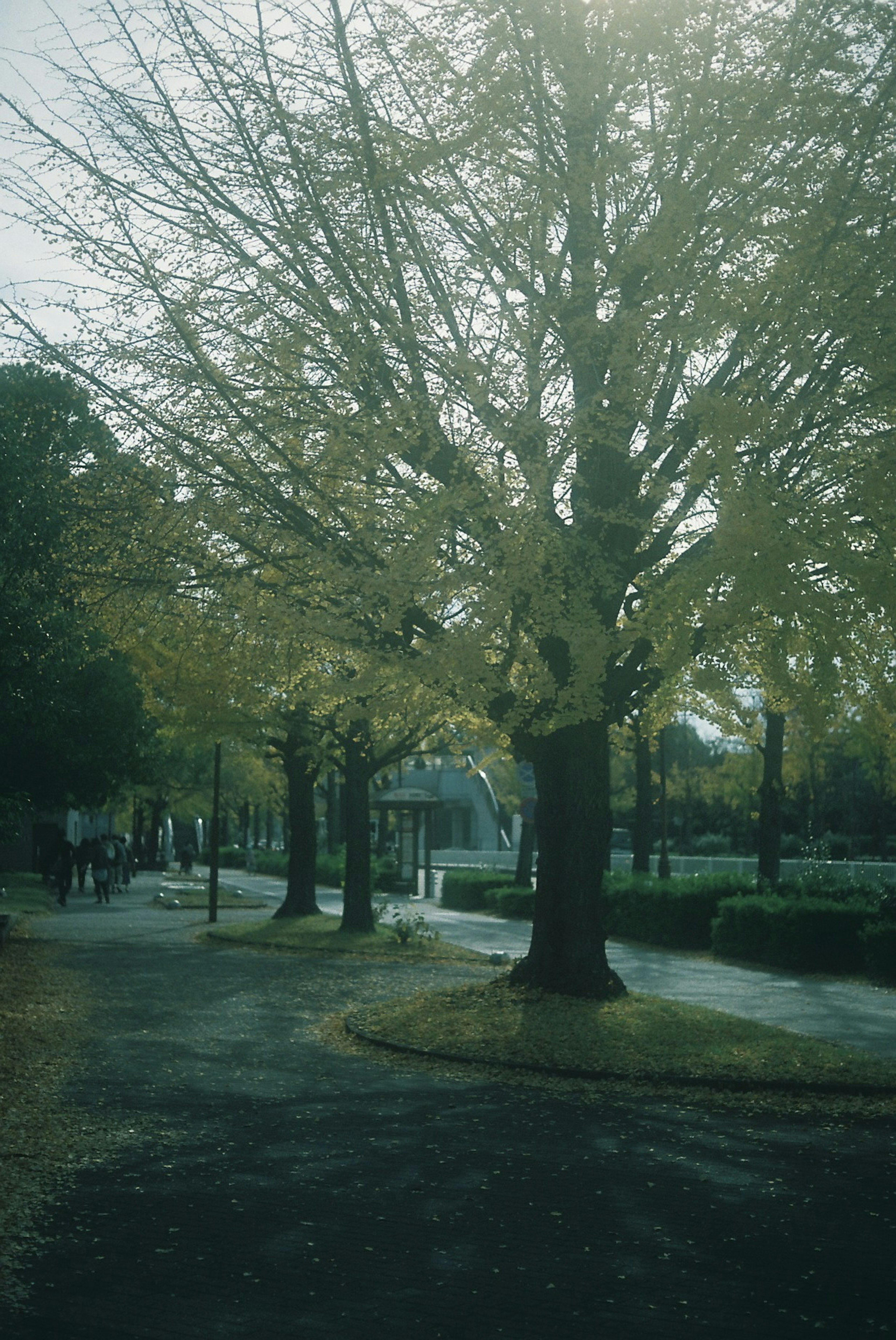 公園の木々が葉を落とし始める秋の風景人々が散策している様子