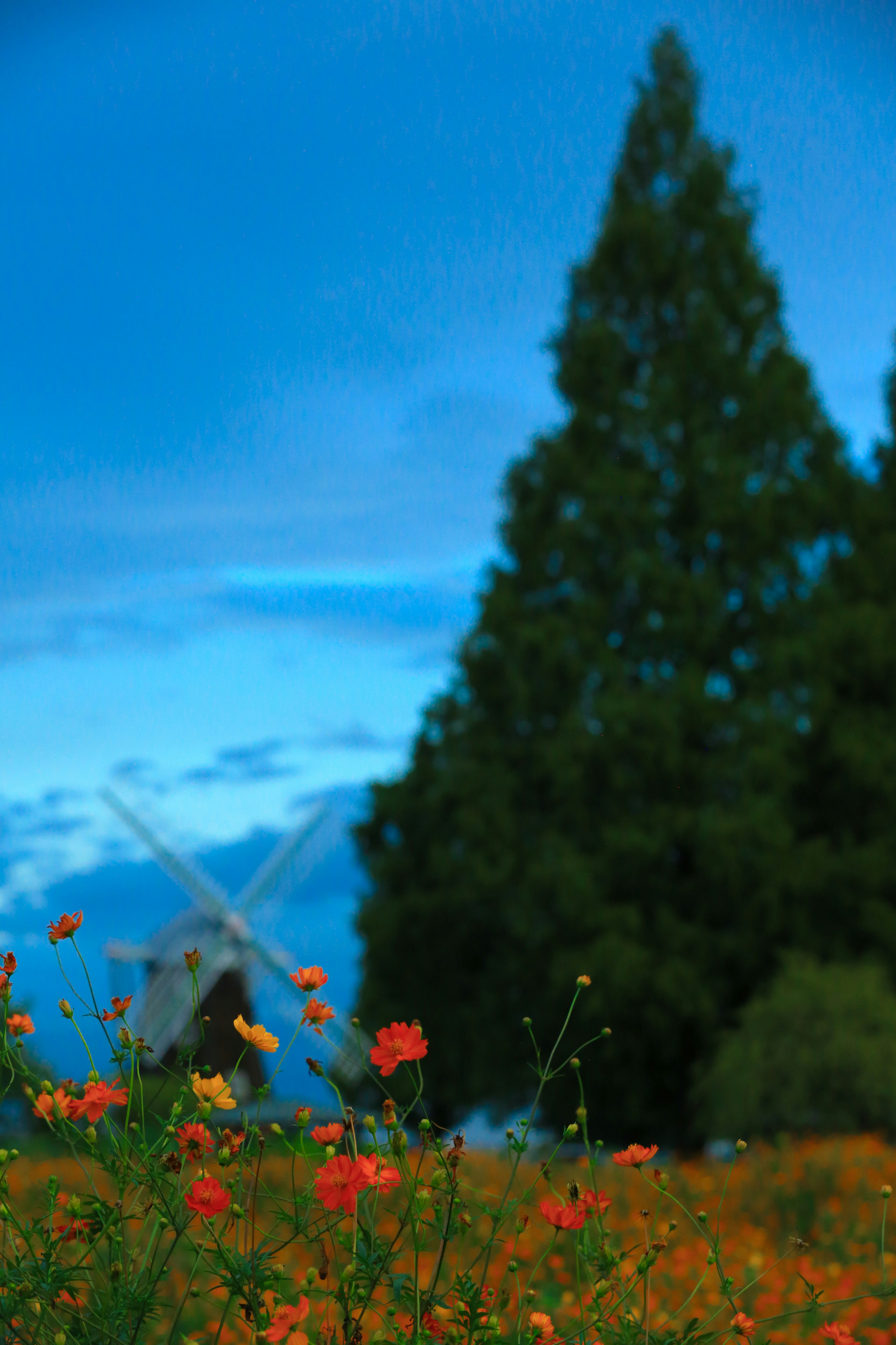 Landschaft mit orangefarbenen Blumen vor blauem Himmel und einem hohen Baum