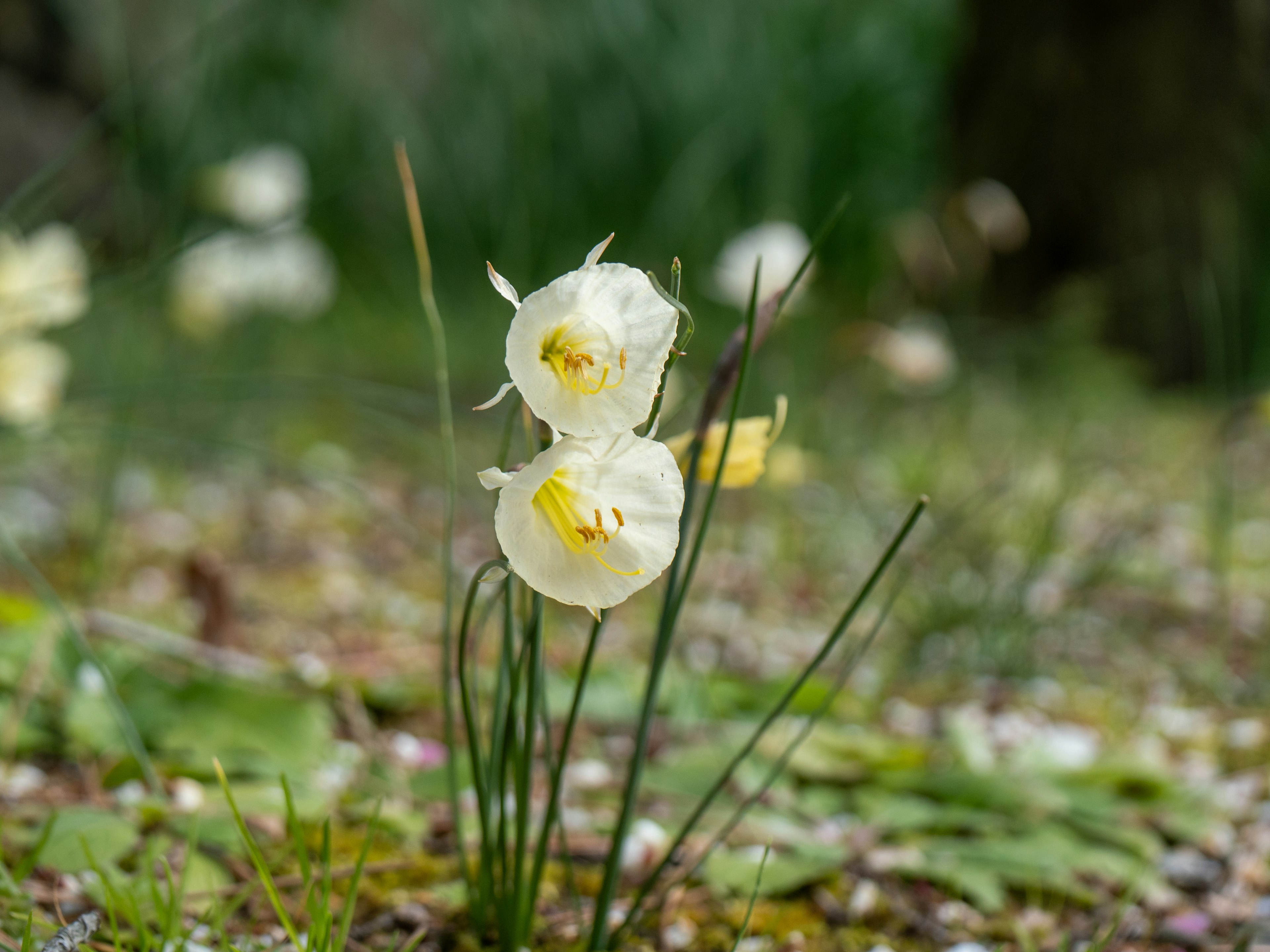 Dos flores de narciso blancas con hierba verde