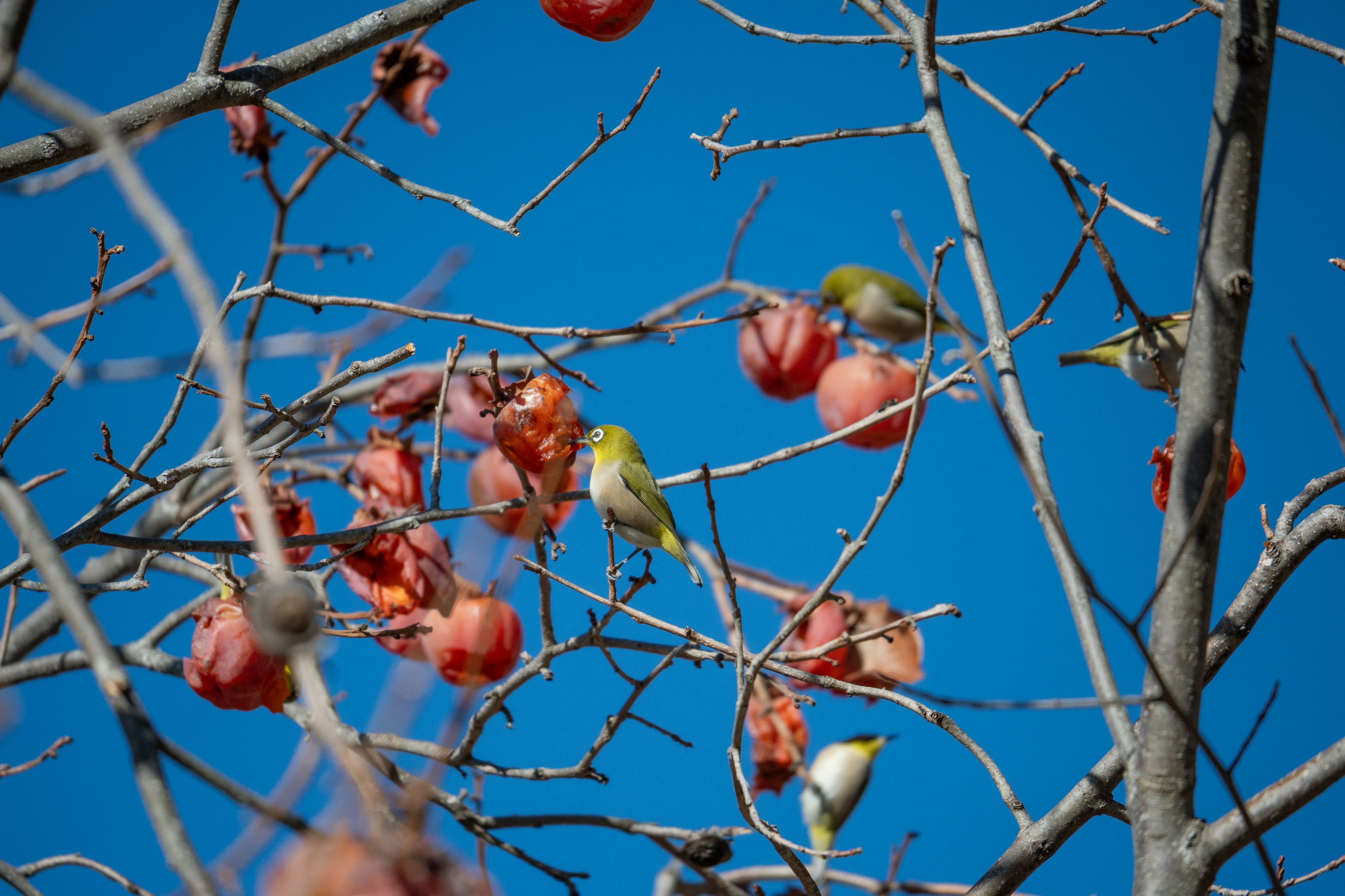 Baumzweige mit roten Früchten und kleinen Vögeln vor blauem Himmel