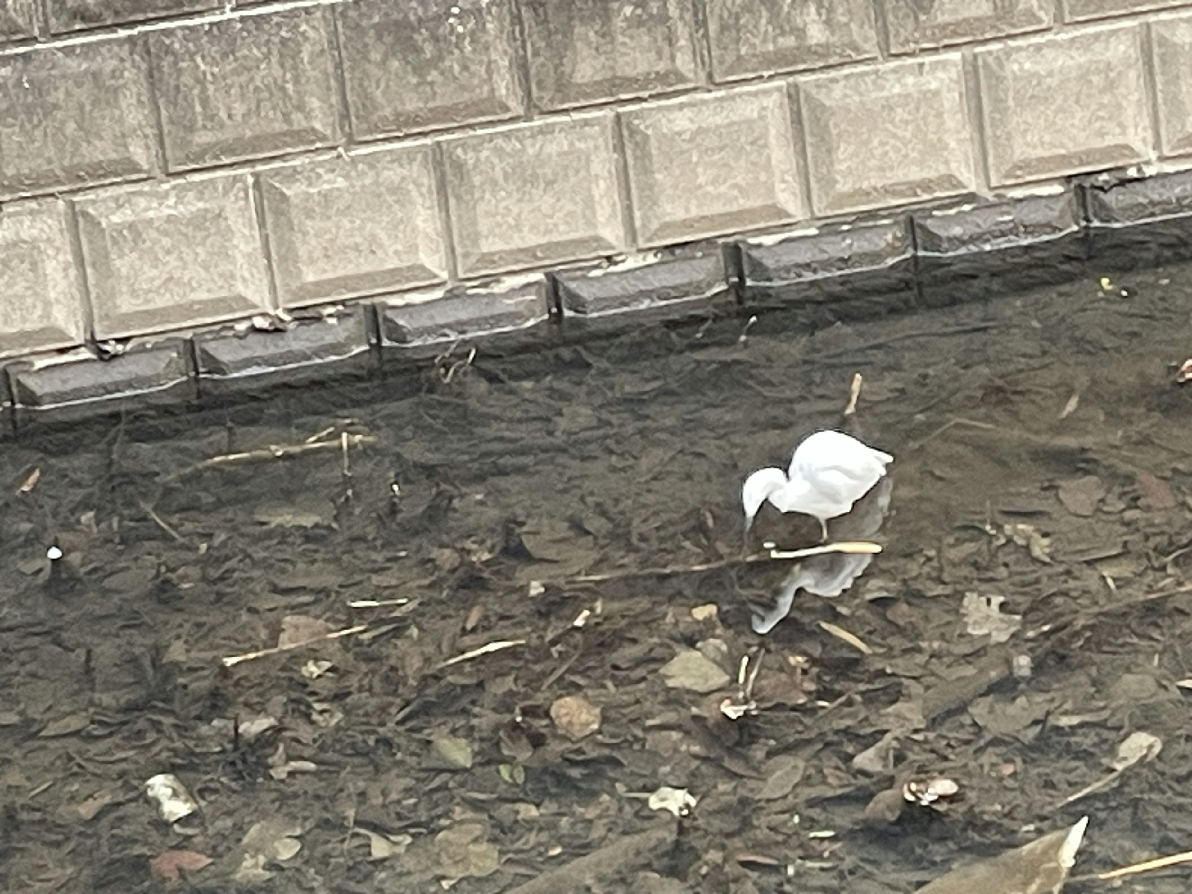 A white bird searching for food in a littered waterway with its reflection visible