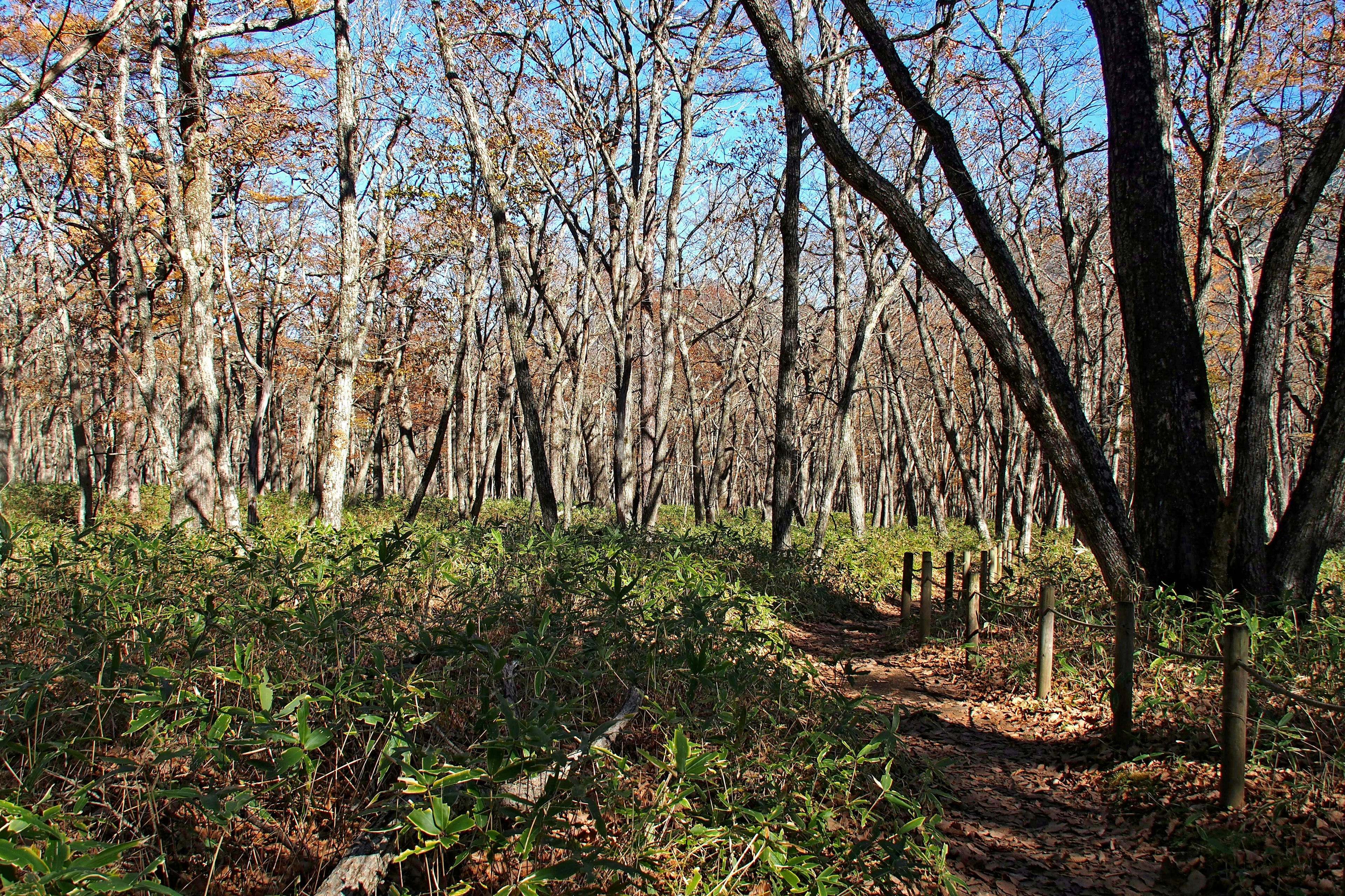 Weg durch einen Herbstwald mit kahlen Bäumen