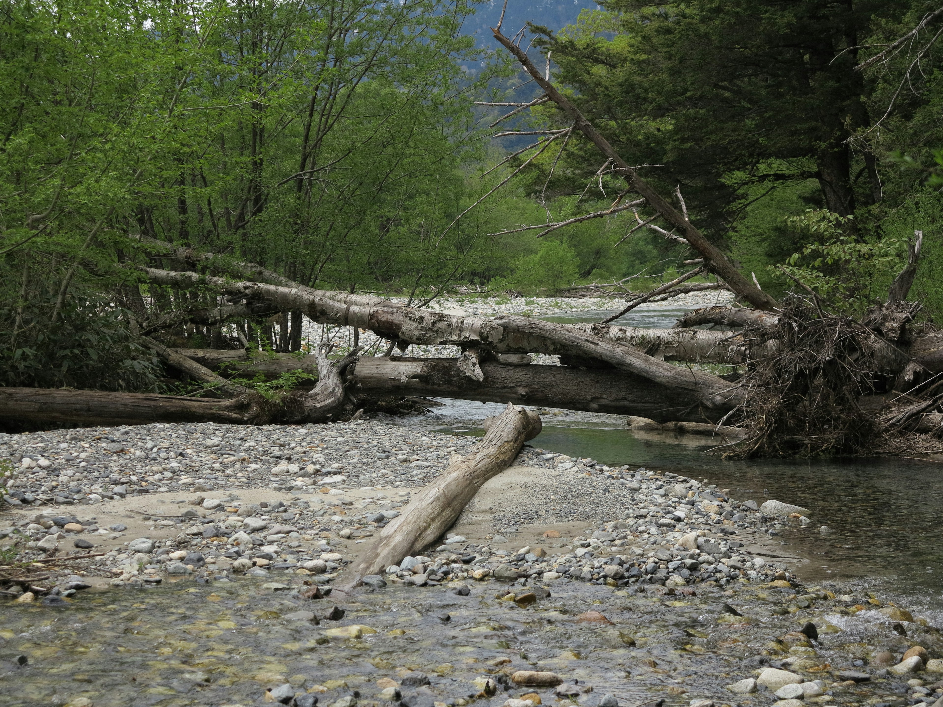 Vista panoramica di un fiume con alberi caduti e un letto di ciottoli