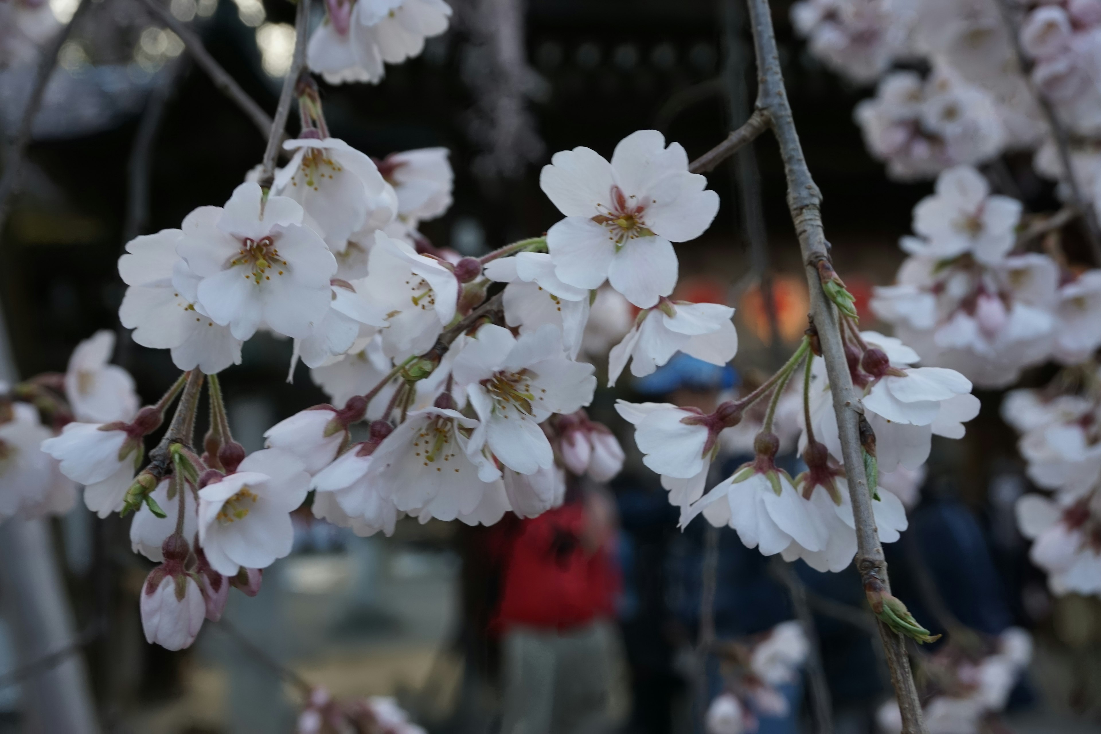 Primer plano de flores de cerezo con personas borrosas al fondo