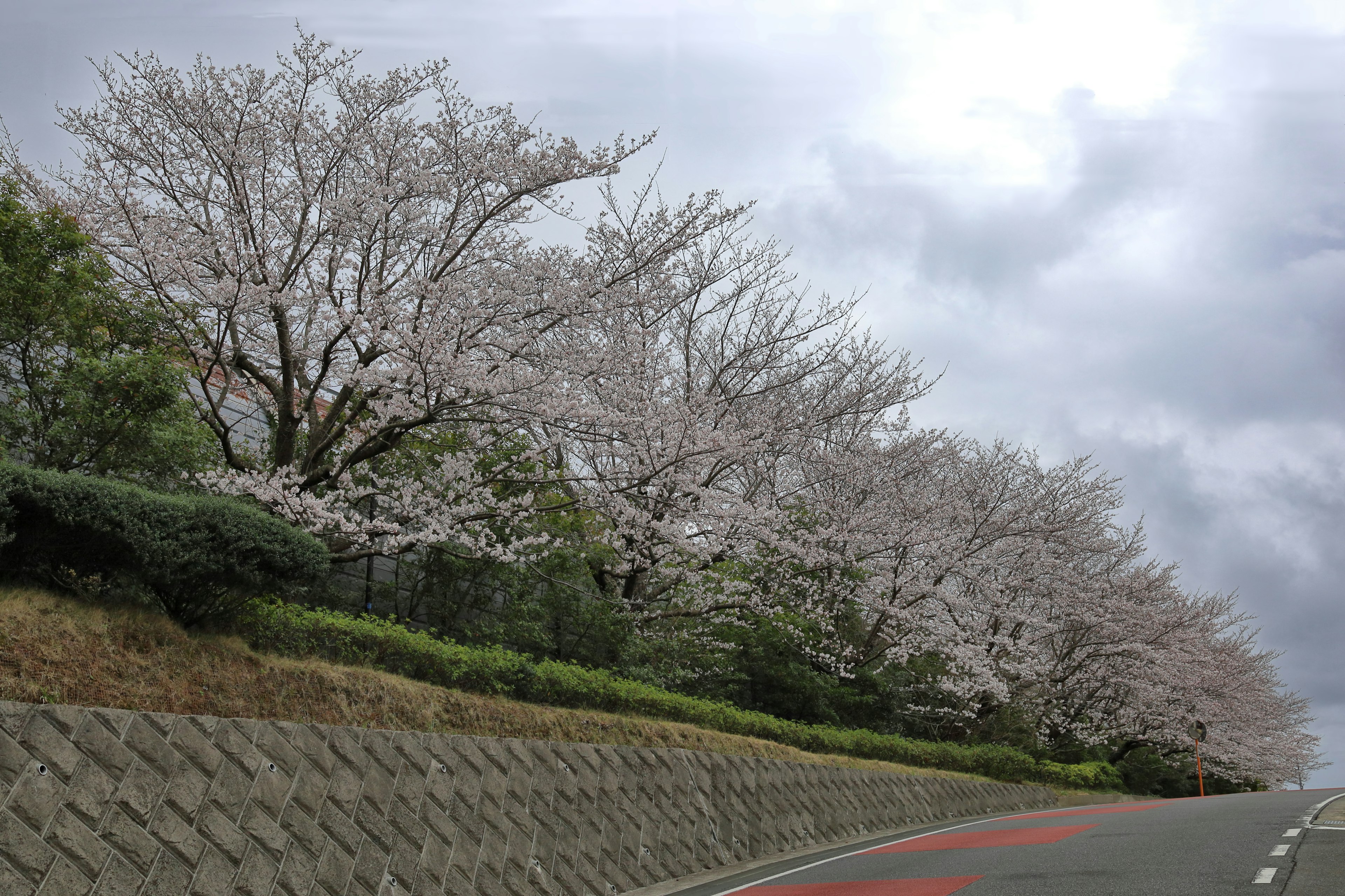 桜の木が並ぶ道路の風景