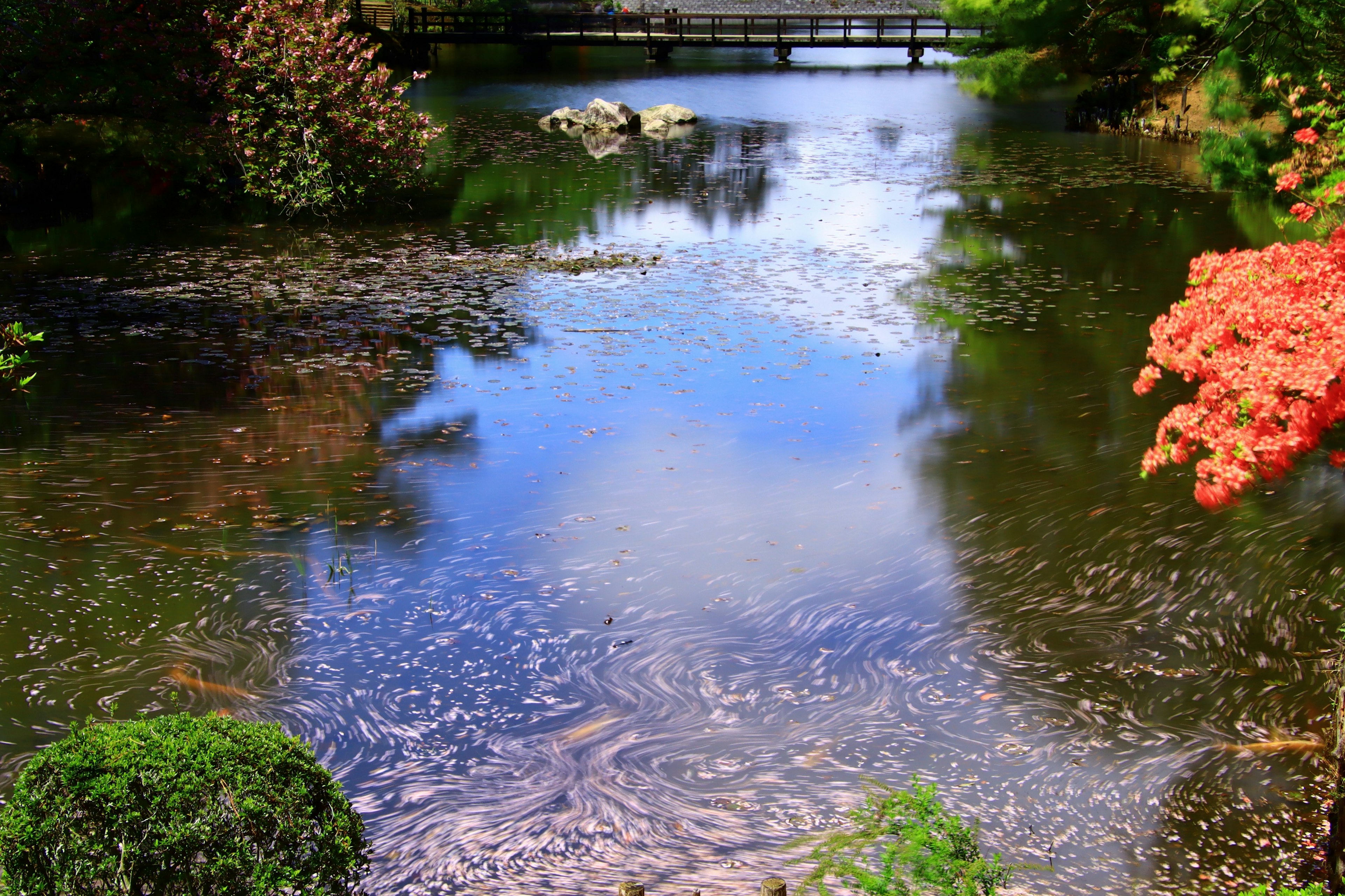 美しい池の風景 緑の植物と赤い葉の木 橋と青い空の反射