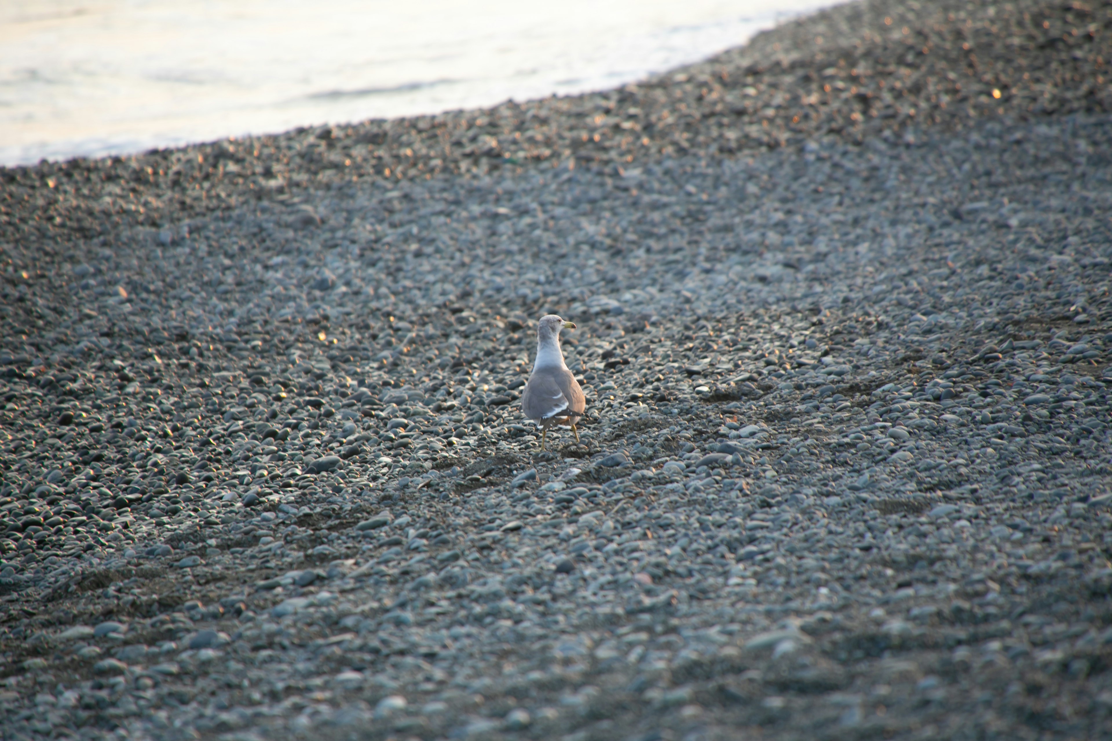 Un petit oiseau sur des galets au bord de la mer