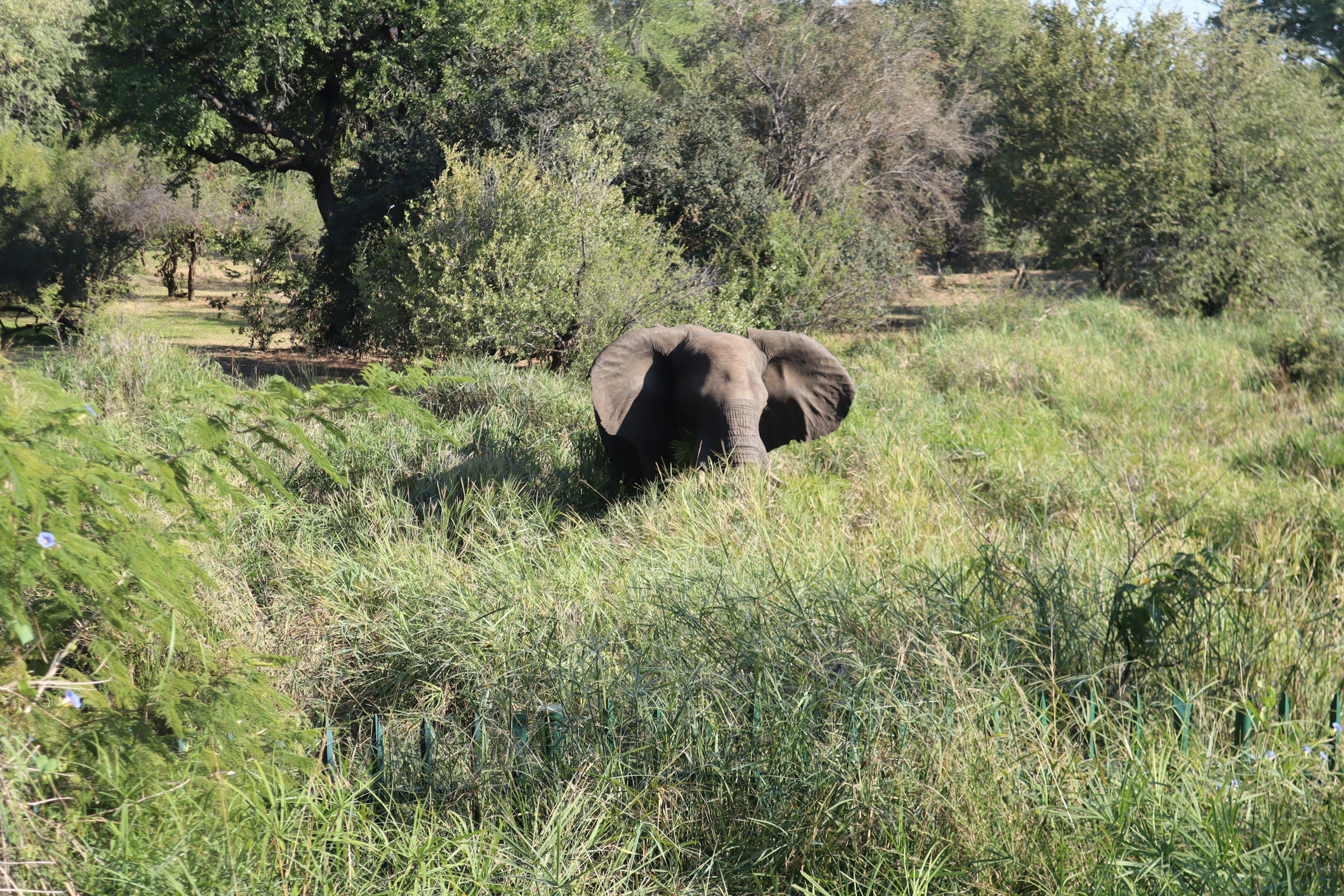 Elefante in piedi in un'area erbosa circondata da alberi