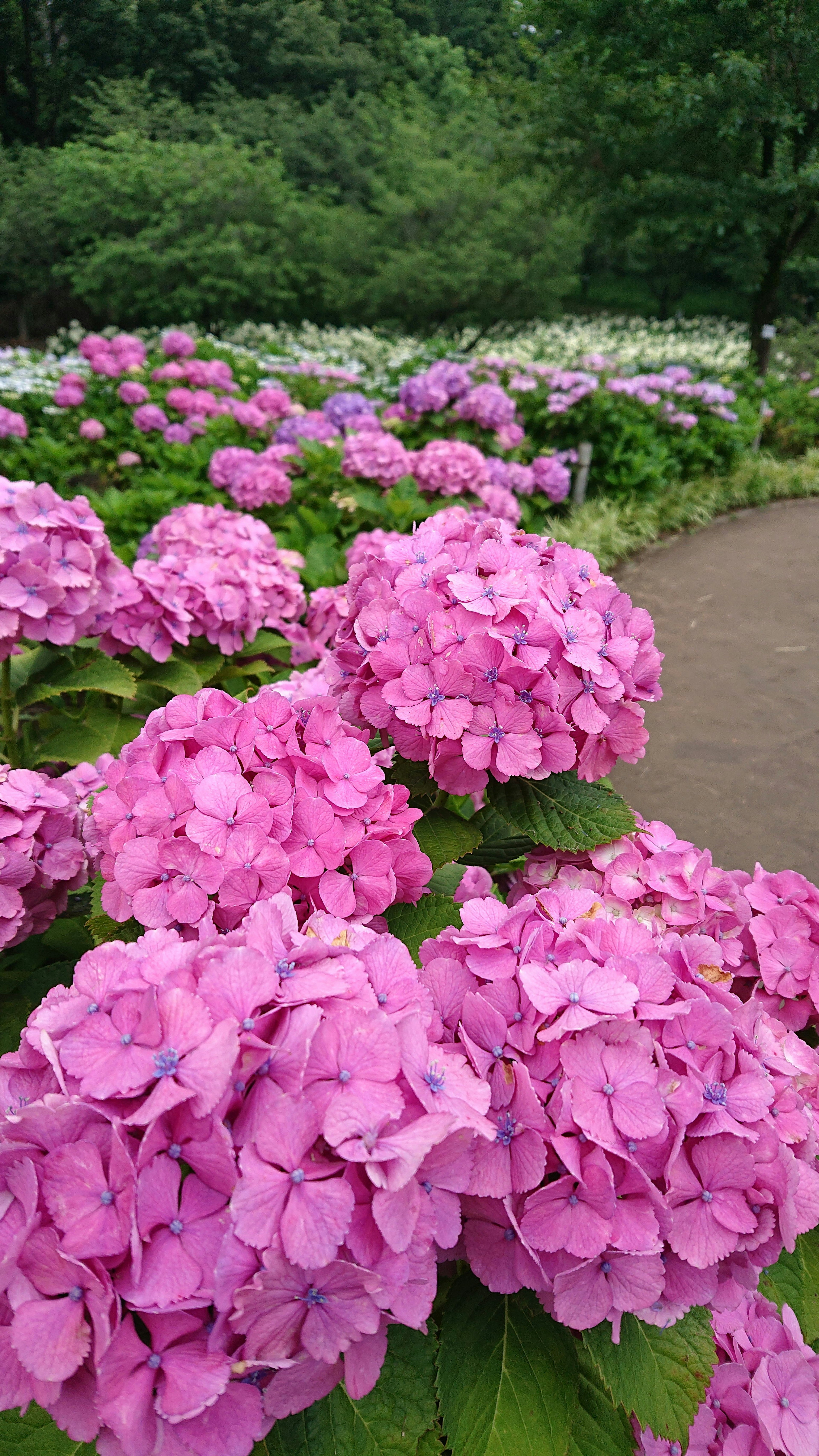 A vibrant display of blooming hydrangea flowers in various colors