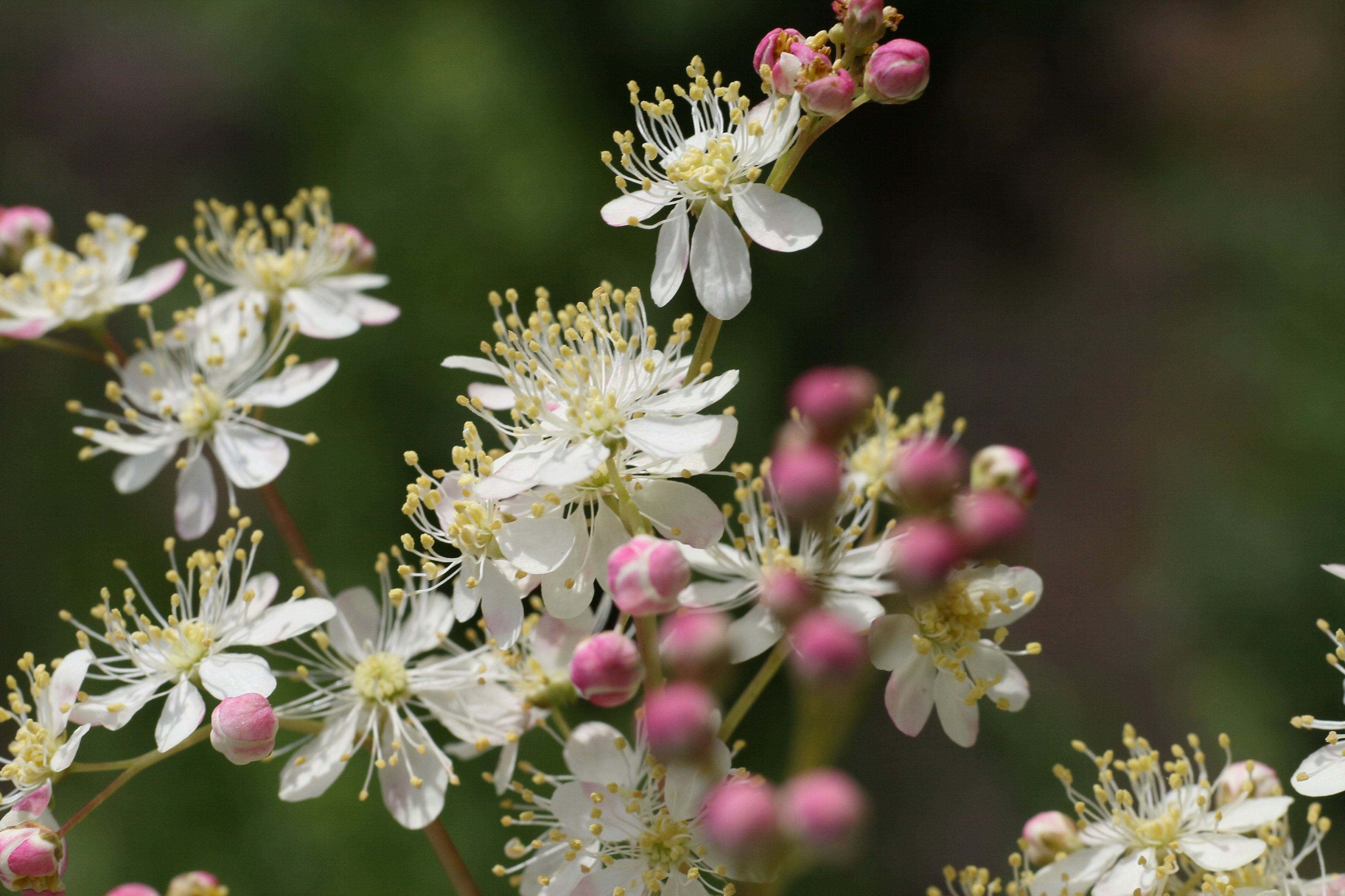 Close-up of white flowers and pink buds showcasing beautiful natural details