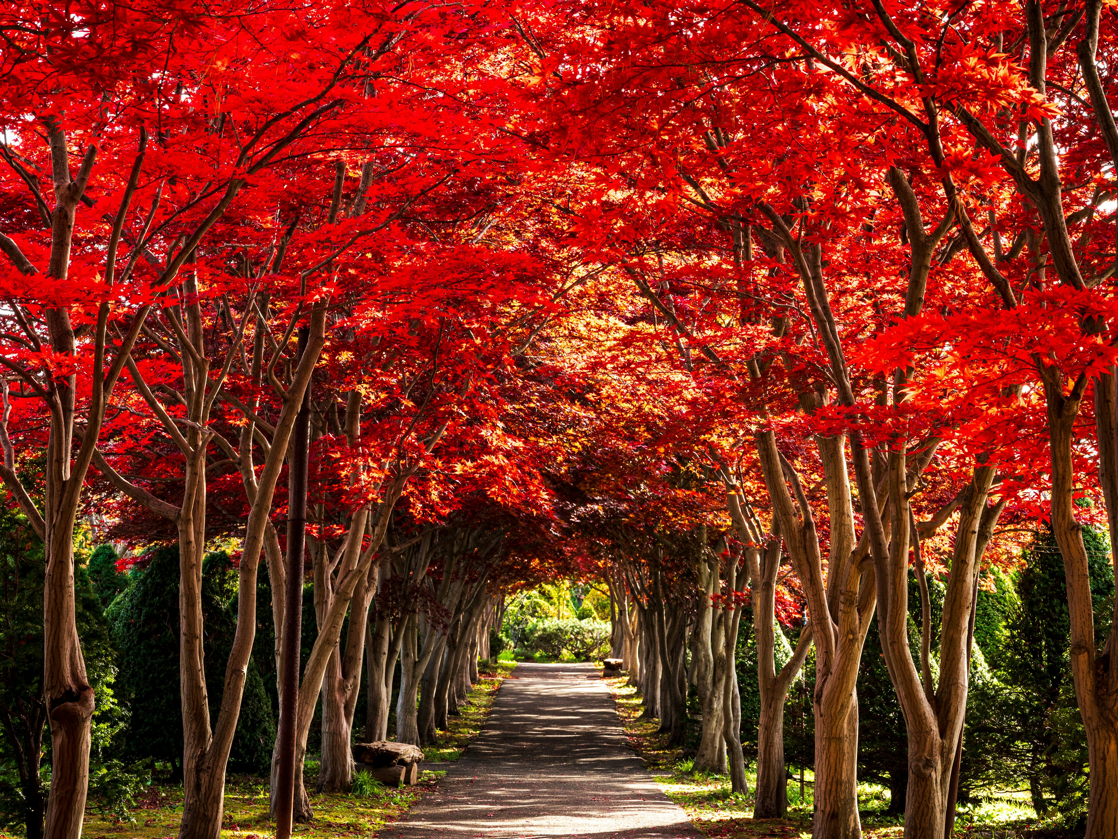 紅葉のトンネルを抜ける小道の風景