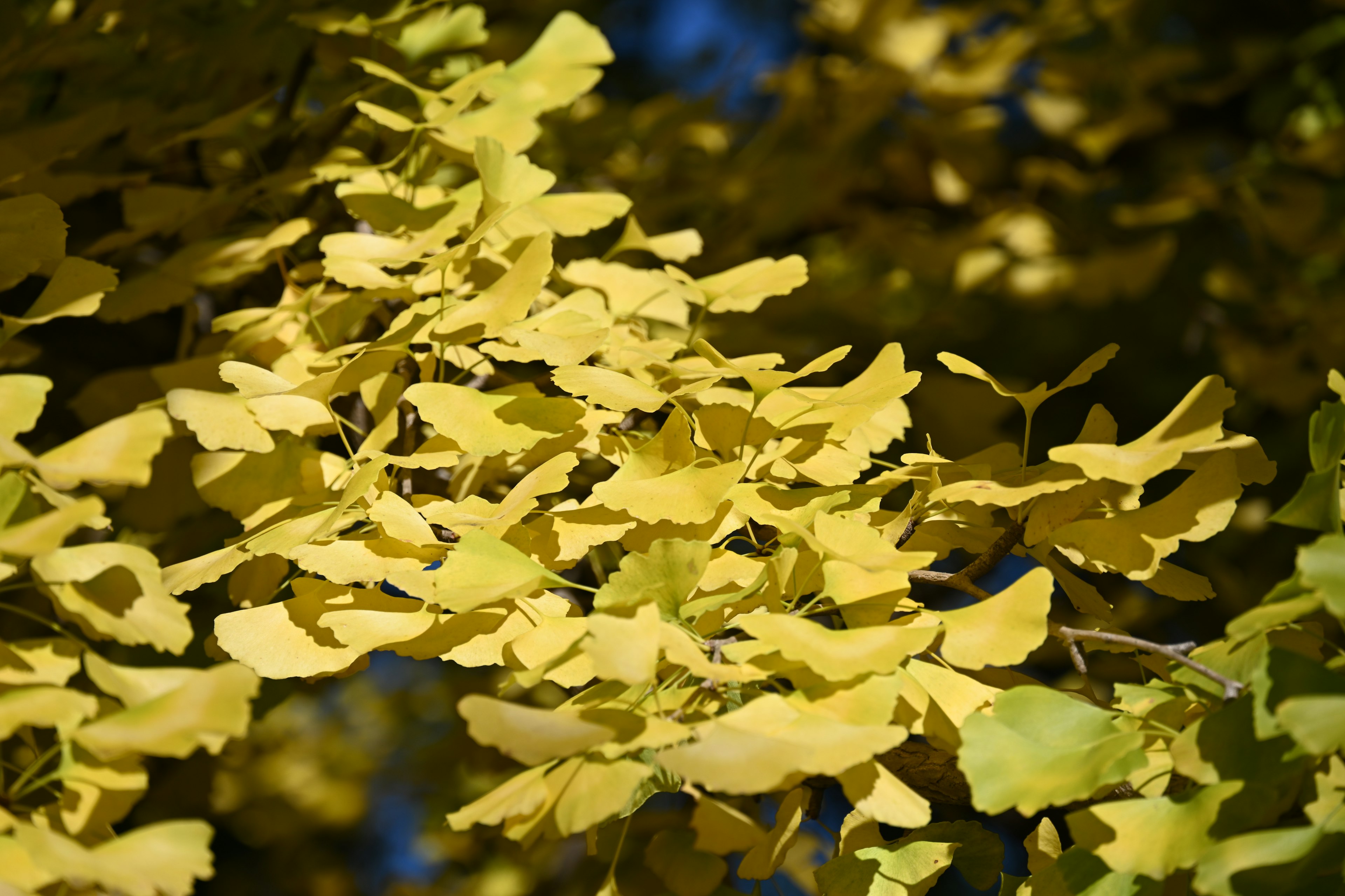 Foglie di ginkgo gialle vibranti che fioriscono contro un cielo blu