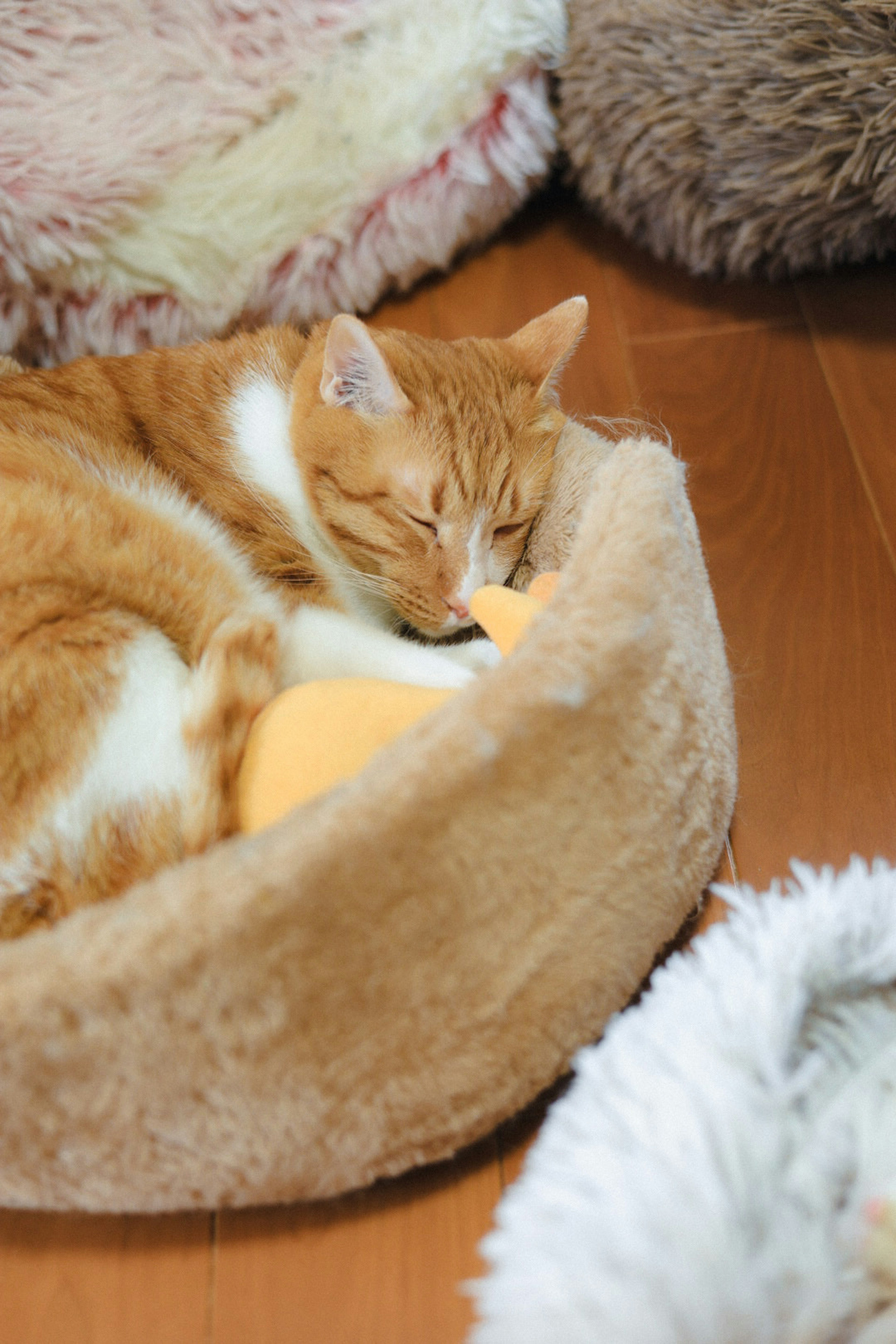 Oranger Kater schläft in einem gemütlichen Bett