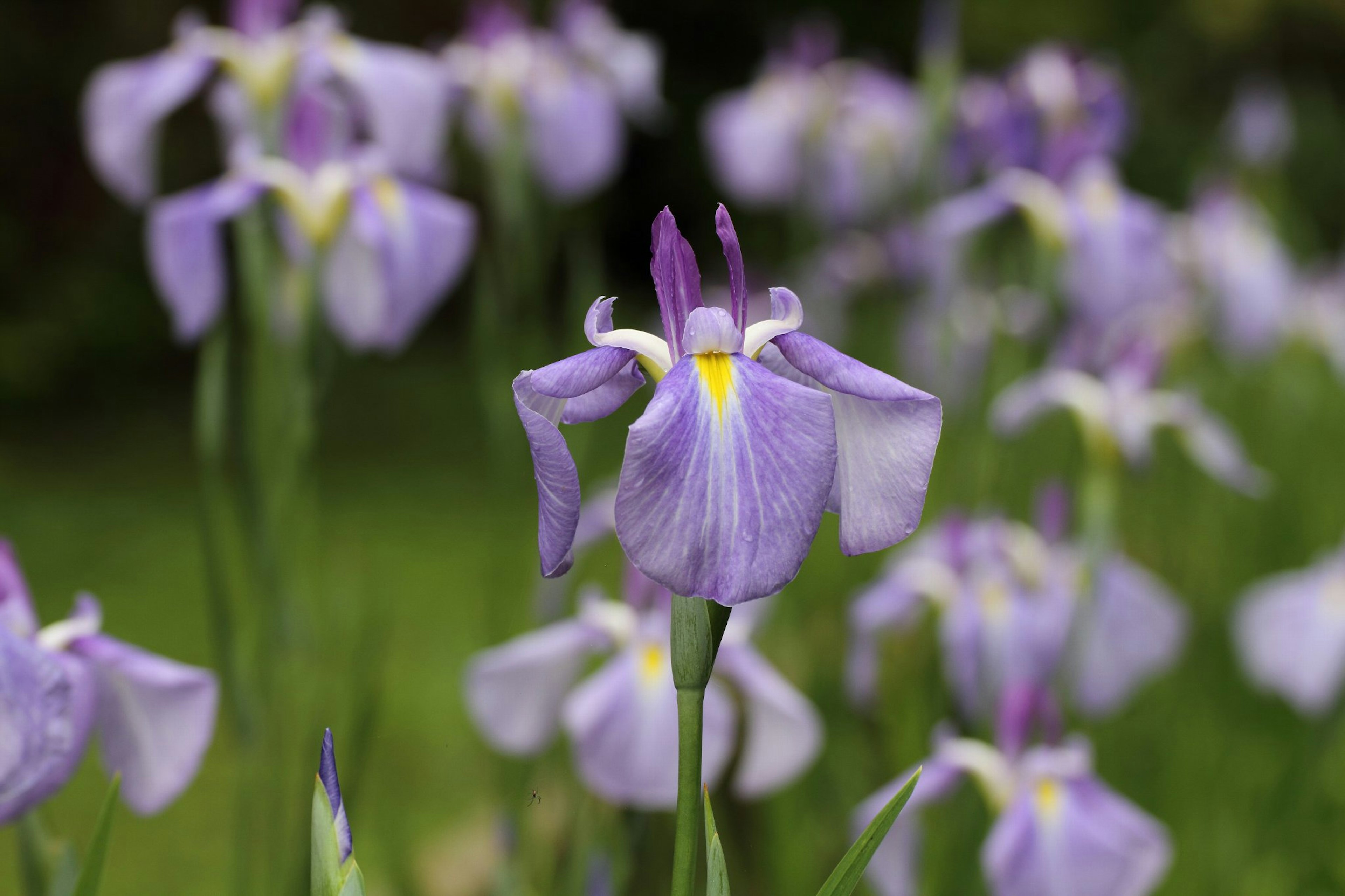 A garden scene with blooming purple flowers