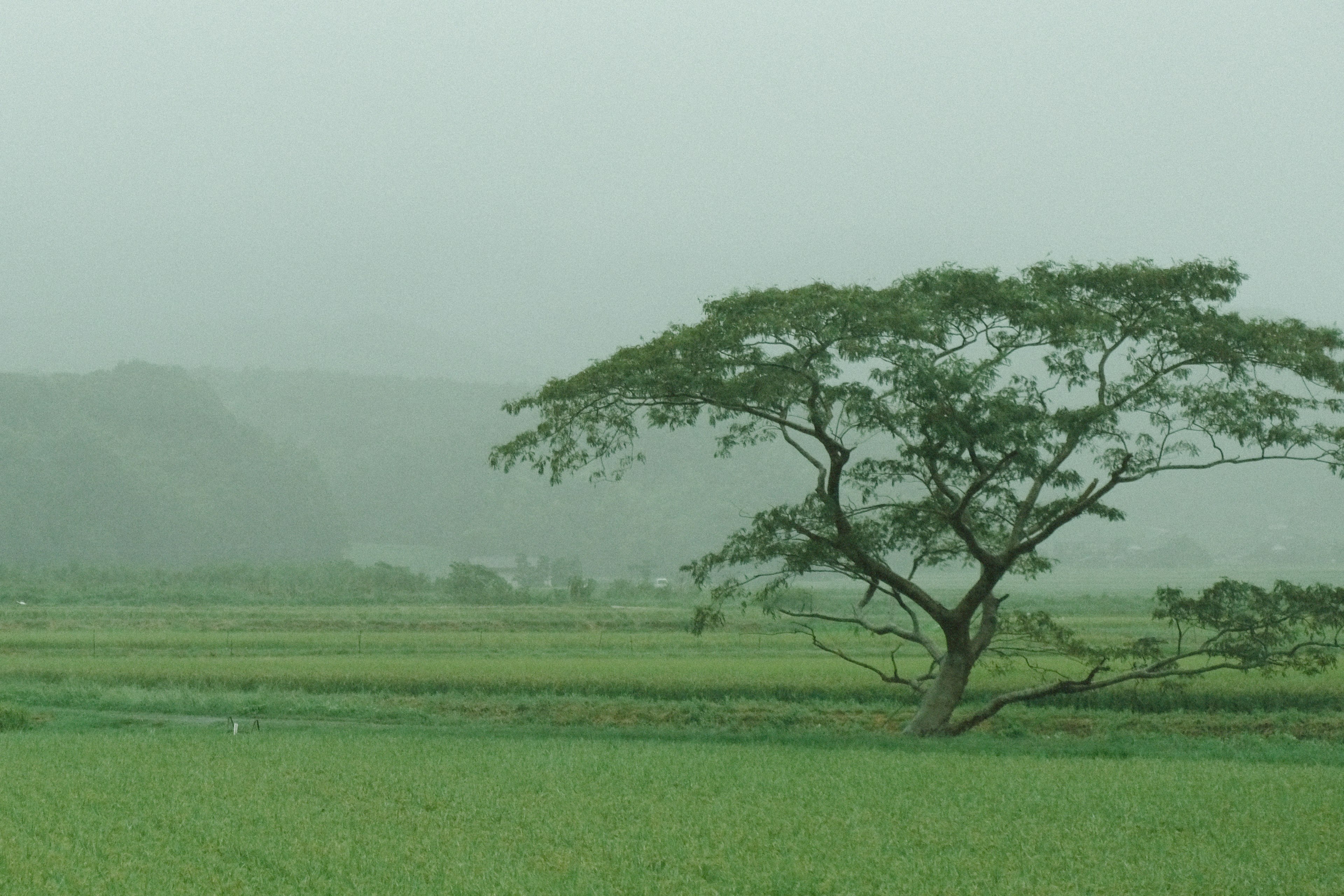 Paisaje rural brumoso y verde con un gran árbol solitario