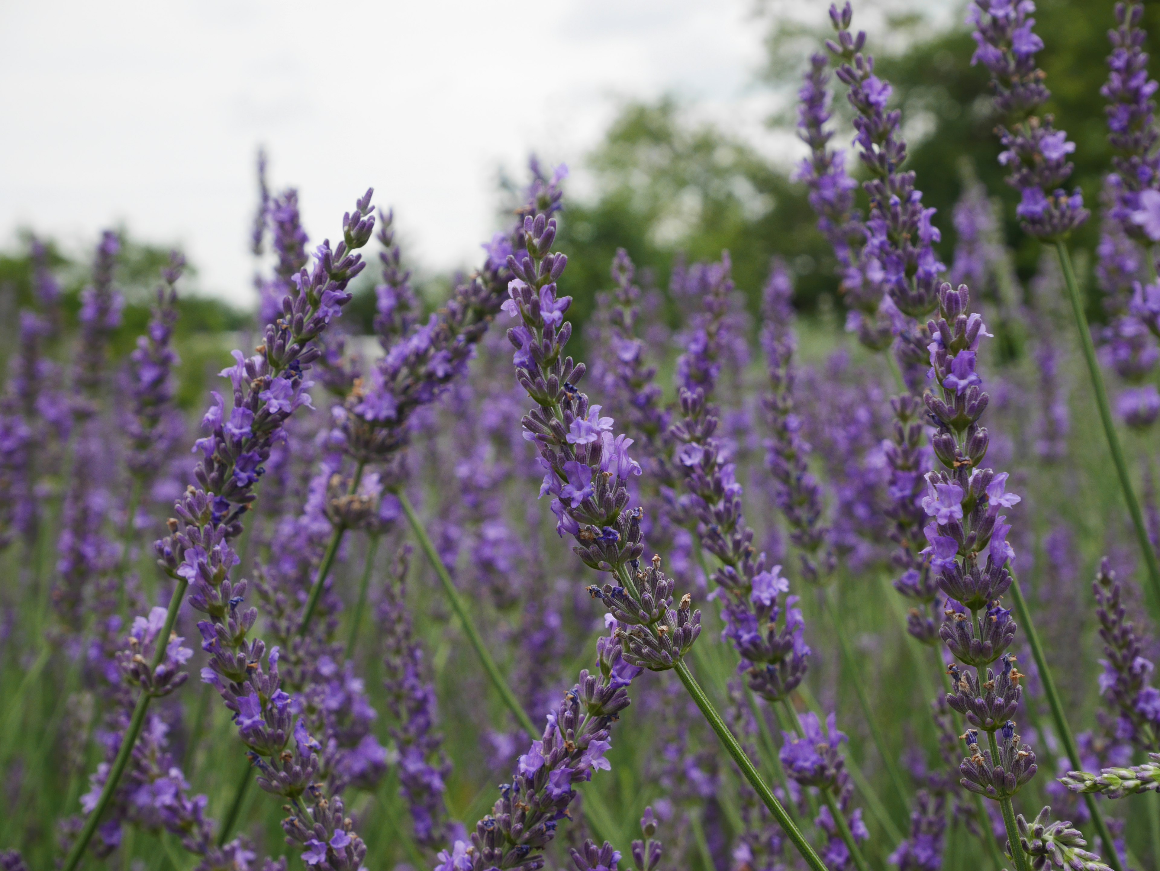 Ladang bunga lavender ungu yang sedang mekar