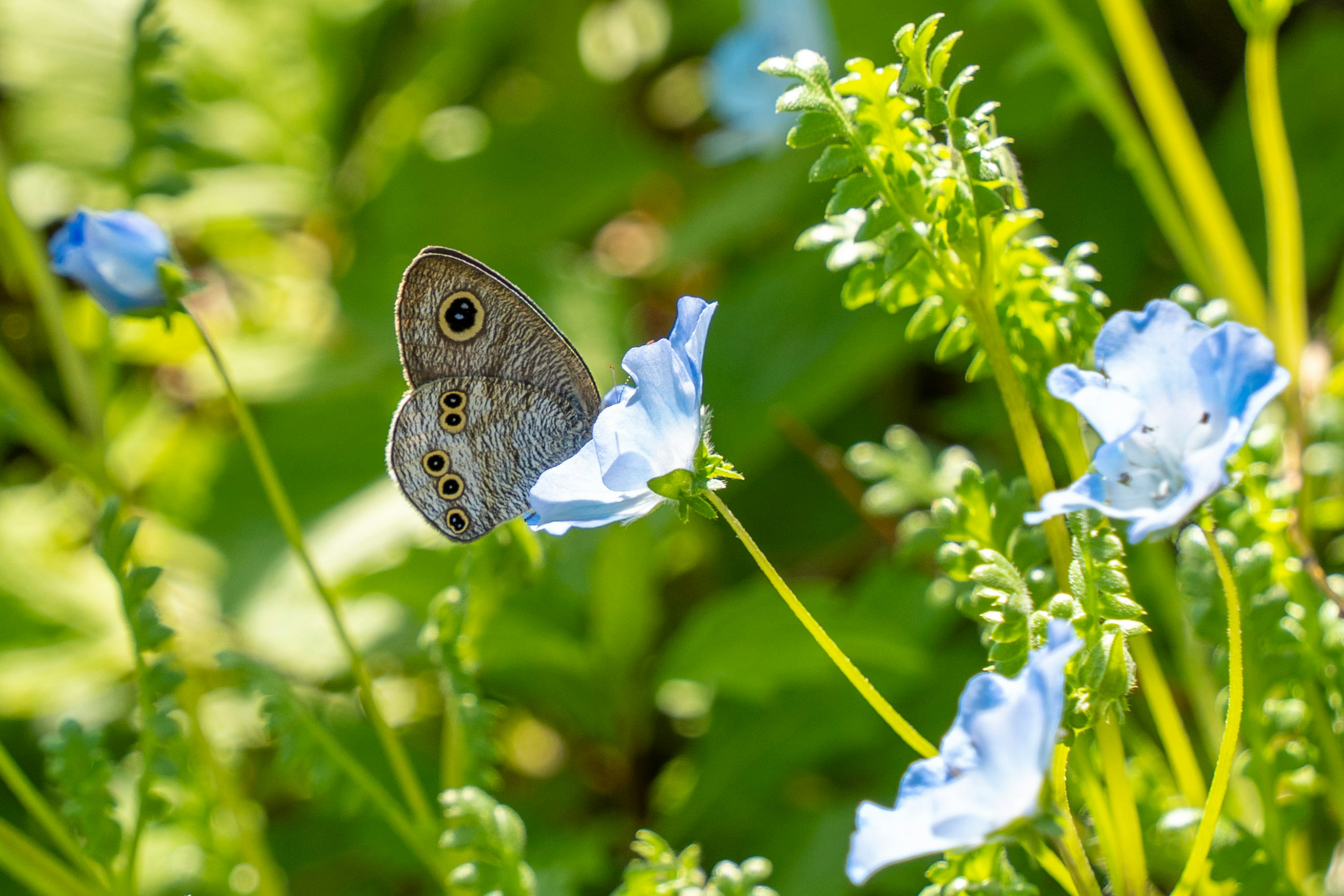 Farfalla grigia appoggiata su fiori blu