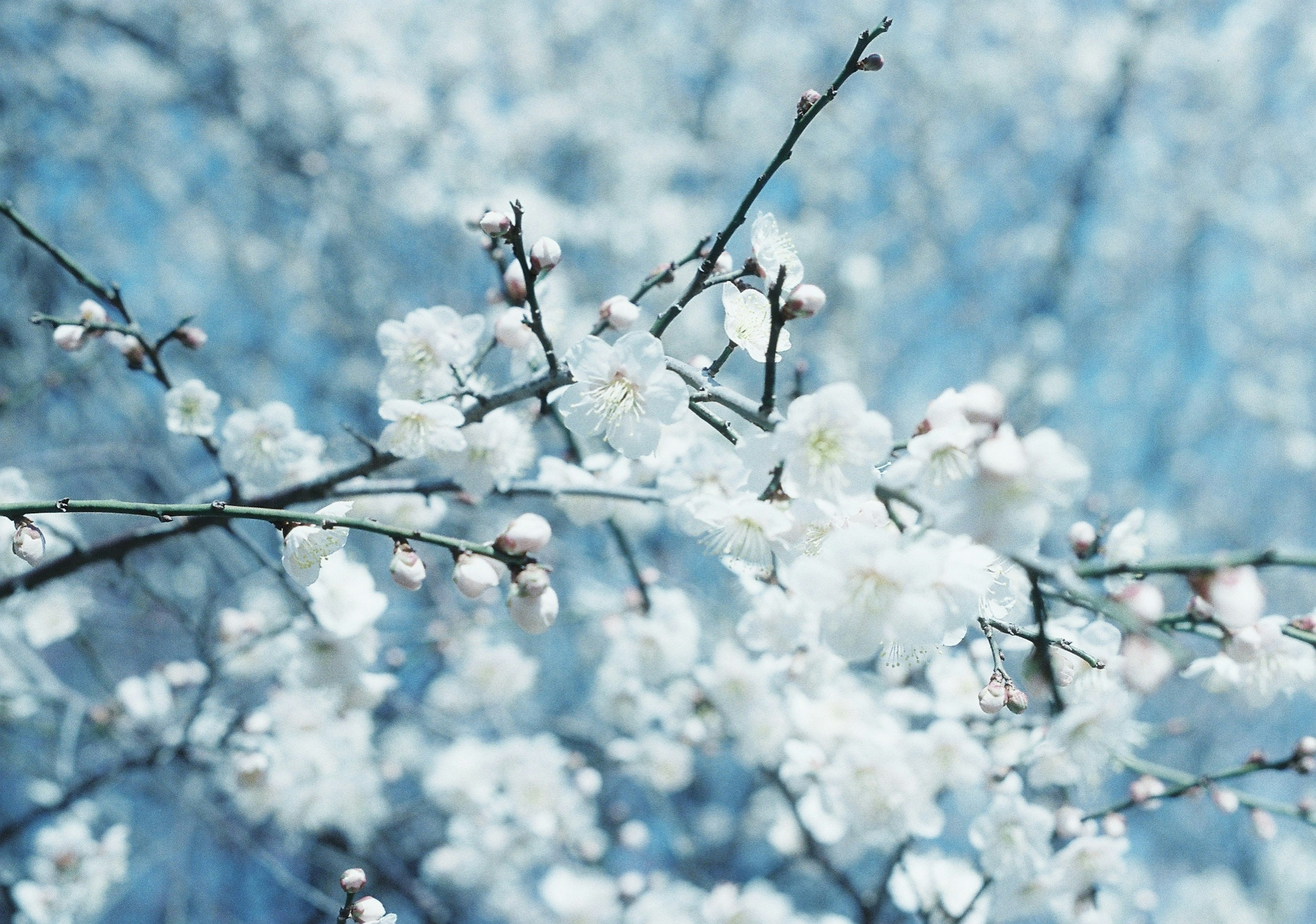 Zweige mit weißen Blumen vor blauem Hintergrund