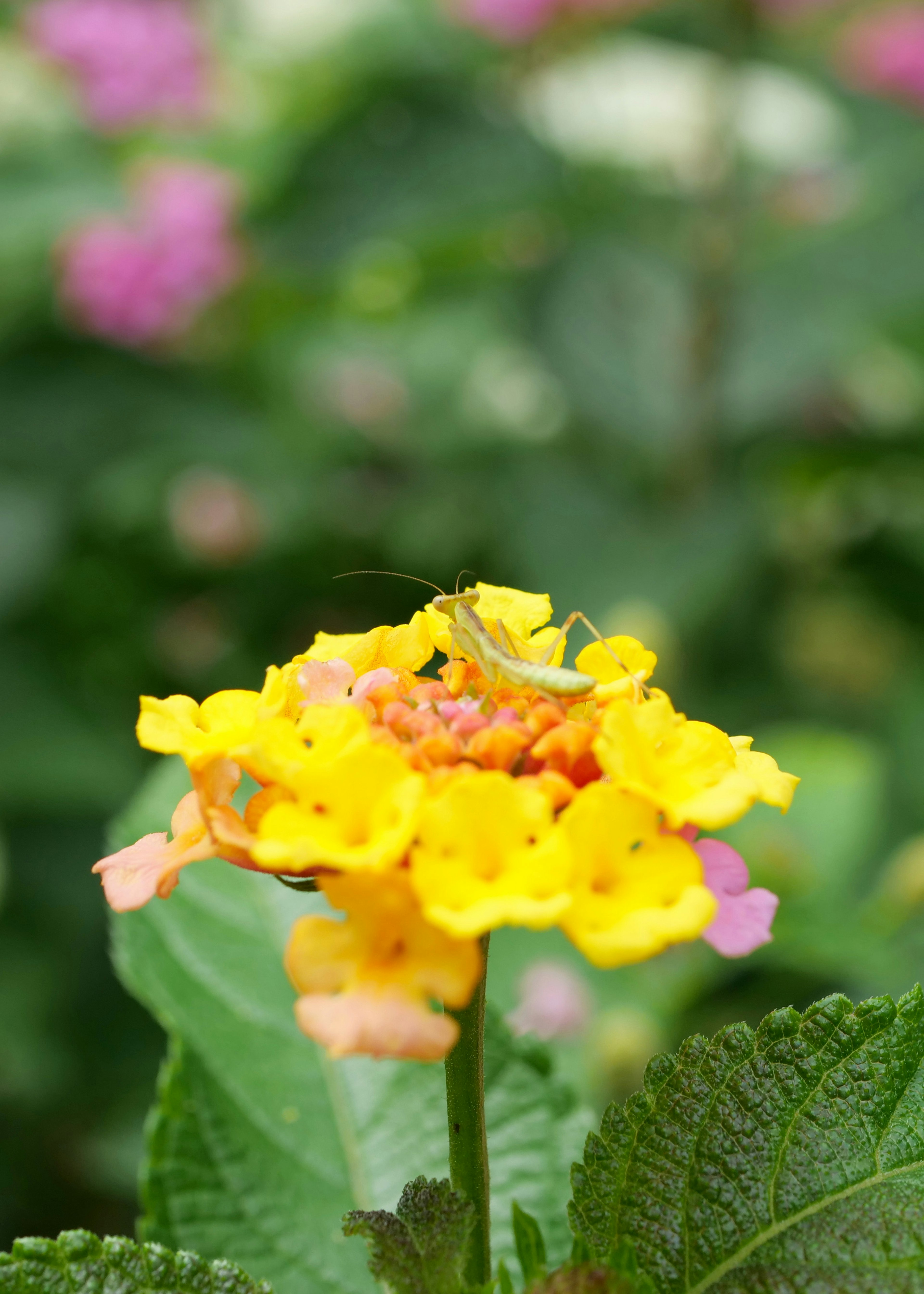 ฉากธรรมชาติสดใสของดอกไม้สีเหลืองที่มีแมลงเล็กอยู่บนยอดล้อมรอบด้วยพืชสีเขียว