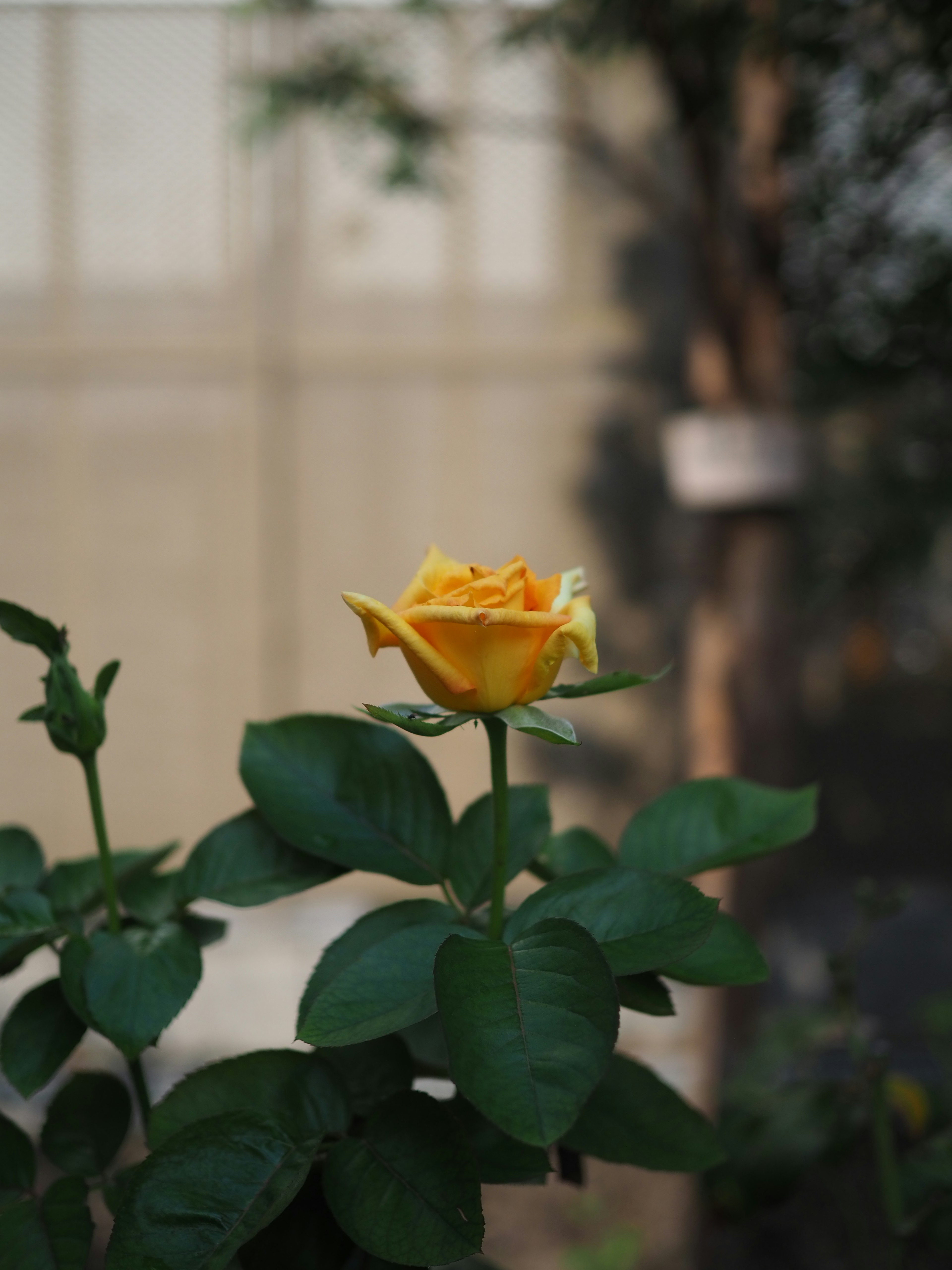 A yellow rose surrounded by green leaves