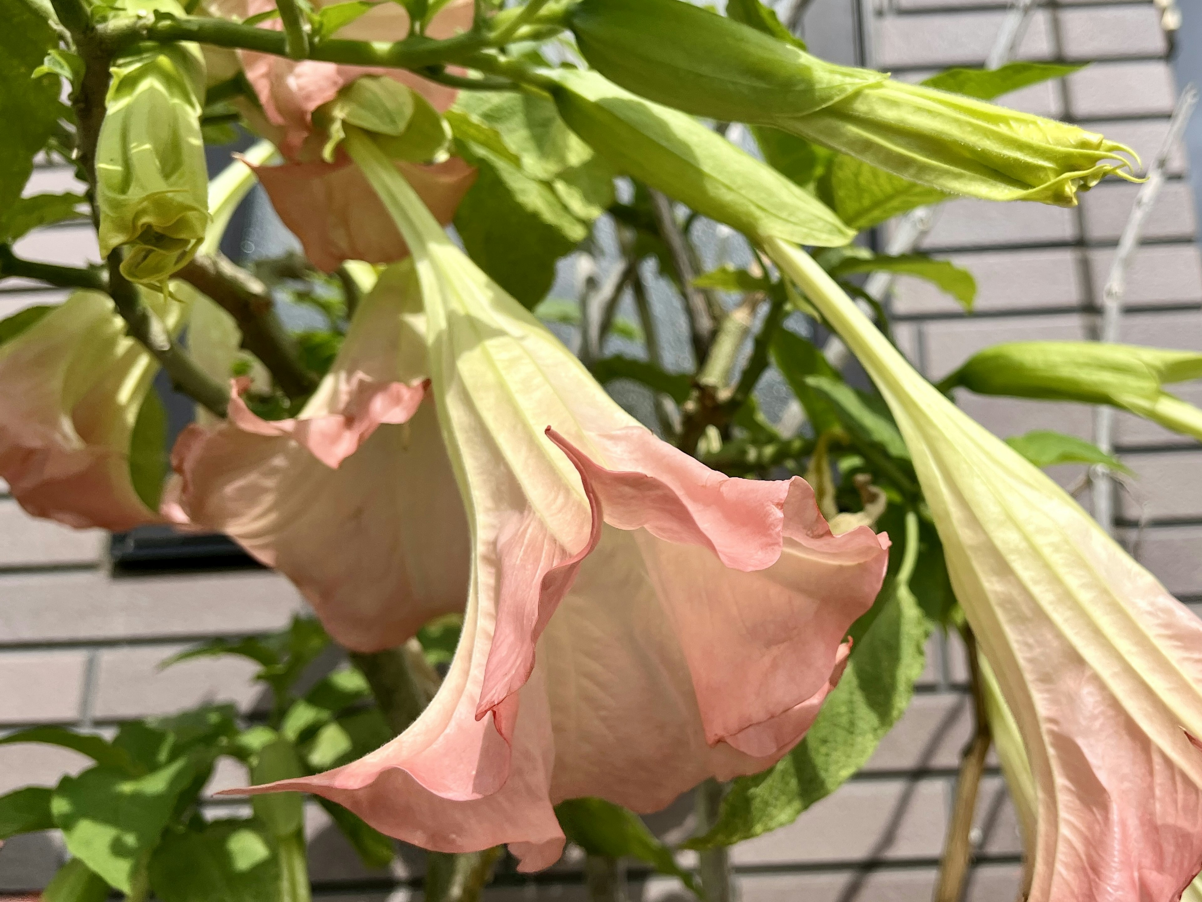 淡いピンクの花が咲いている植物のクローズアップ