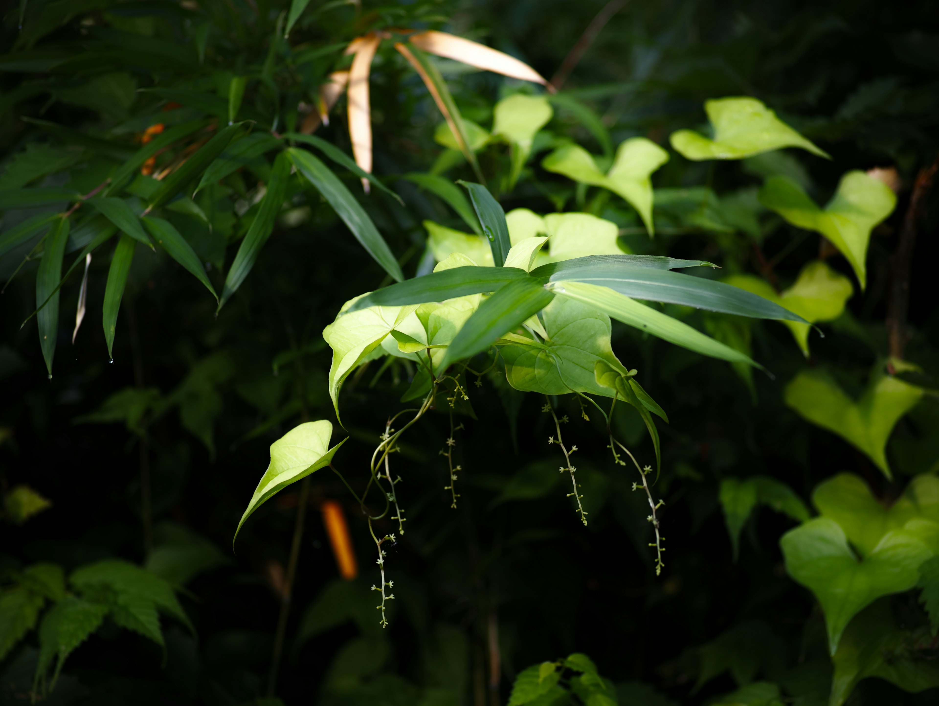 緑の葉と細い茎が特徴の植物が暗い背景の中で目立つ