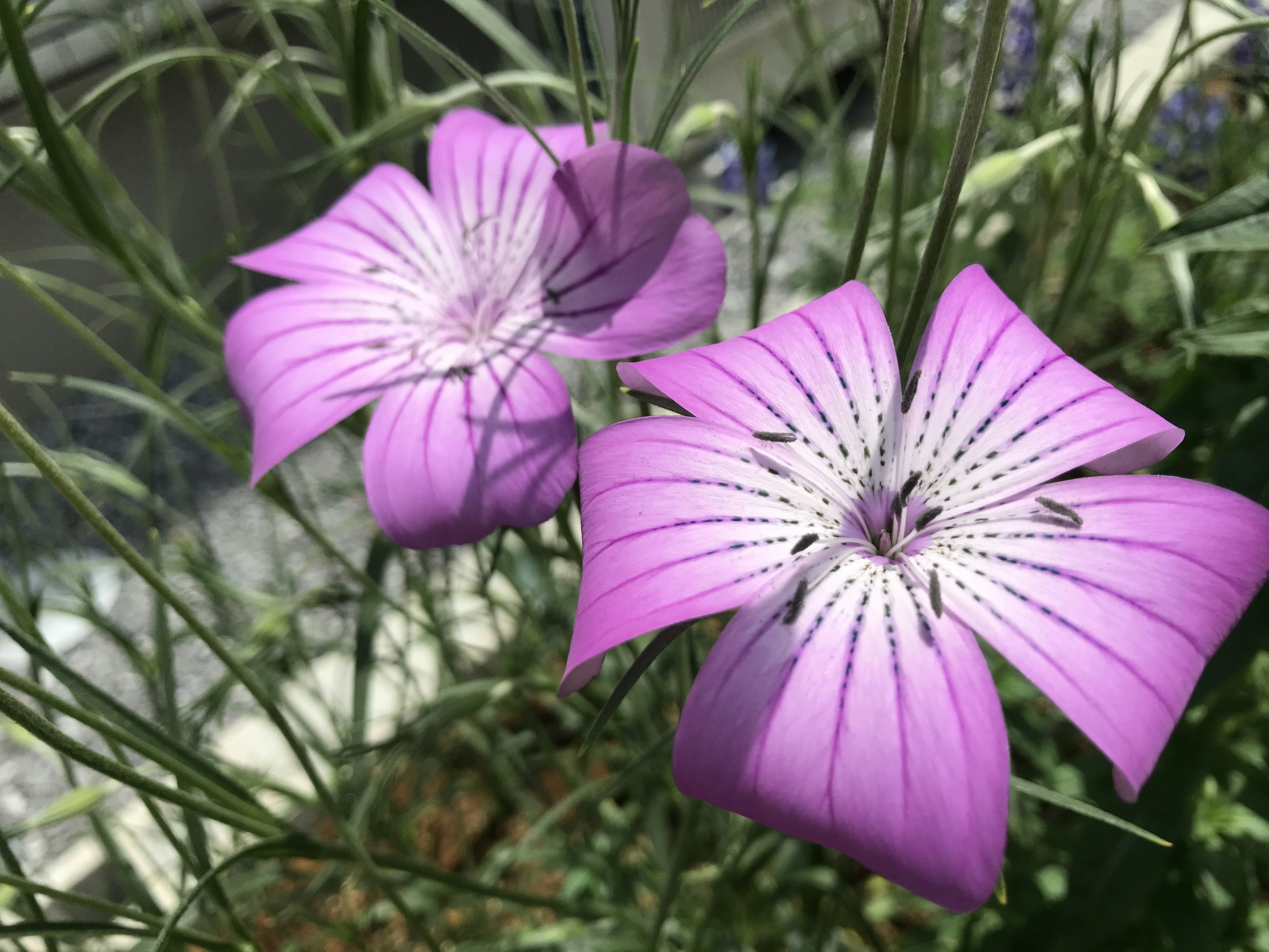 紫色の花びらと細い葉を持つ花のクローズアップ