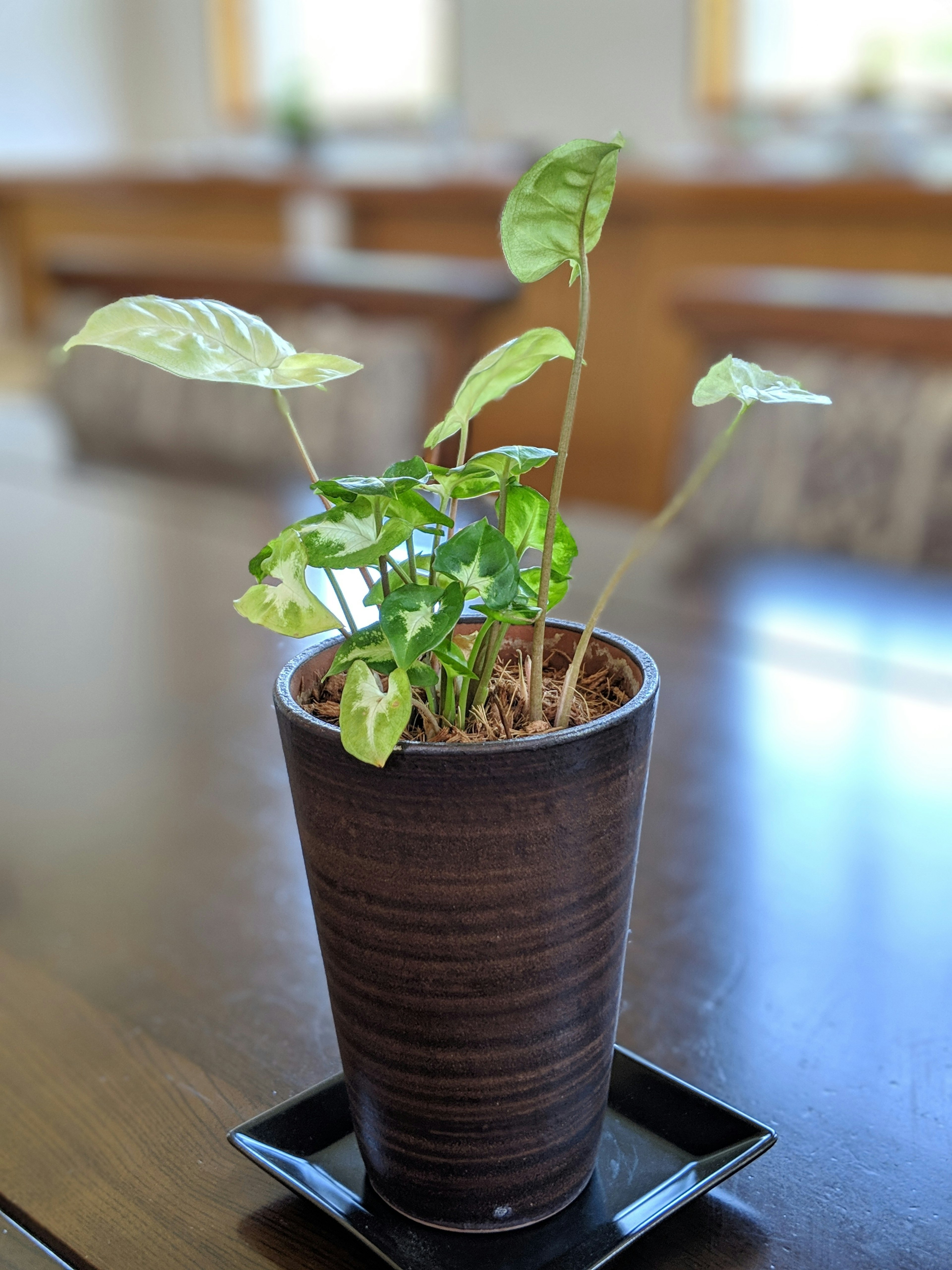 Une plante d'intérieur verte dans un pot sur une table en bois