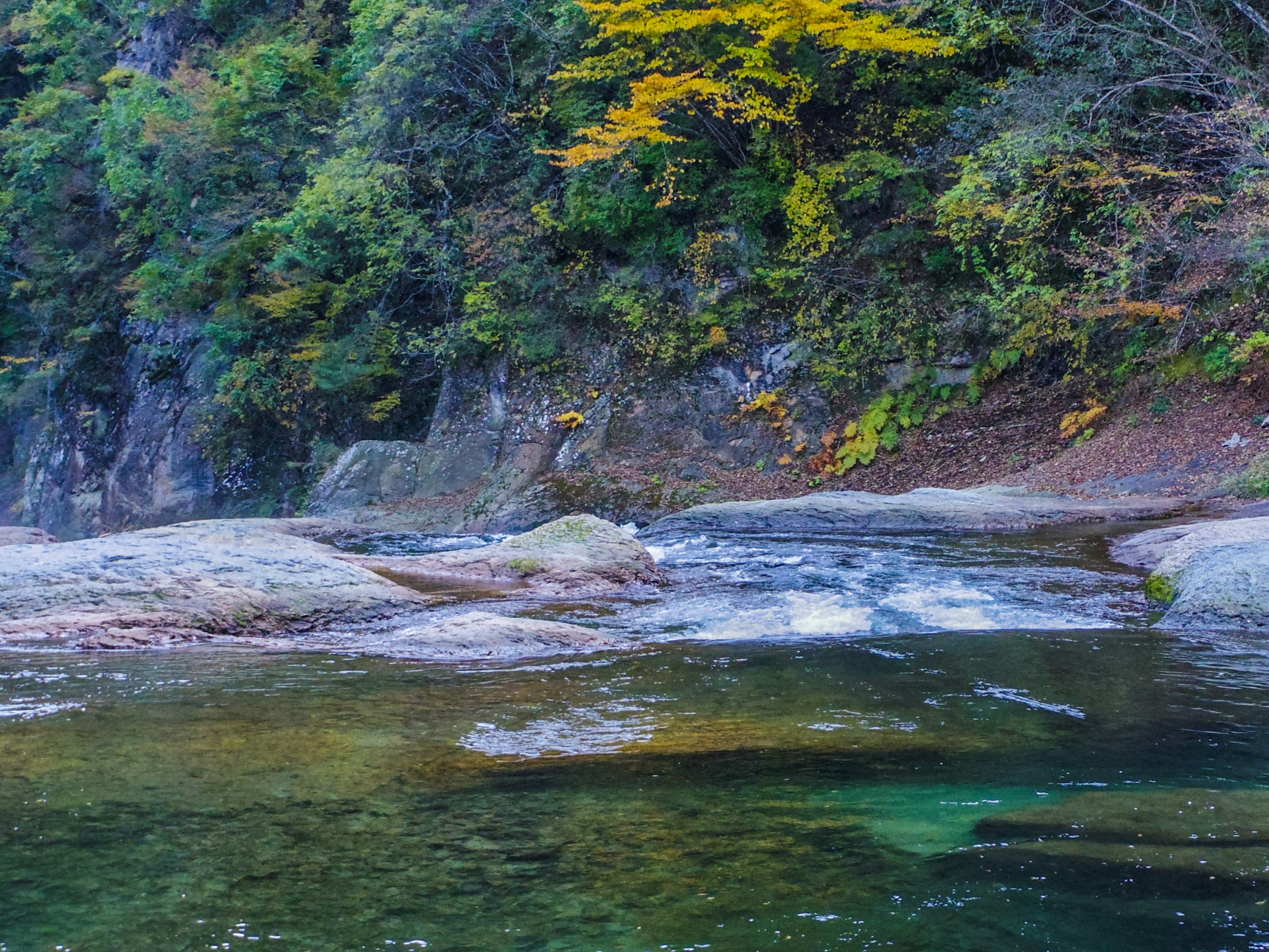 Pemandangan hutan lebat dan sungai yang mengalir jernih