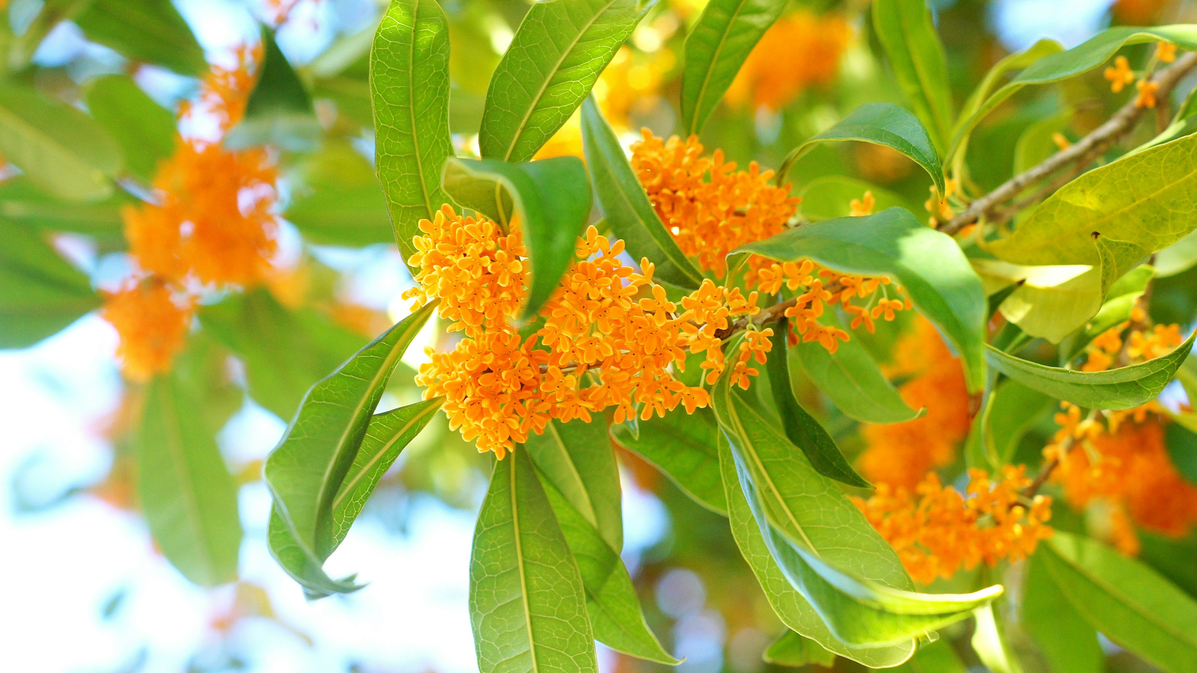 Pflanze mit orangefarbenen Blüten und grünen Blättern