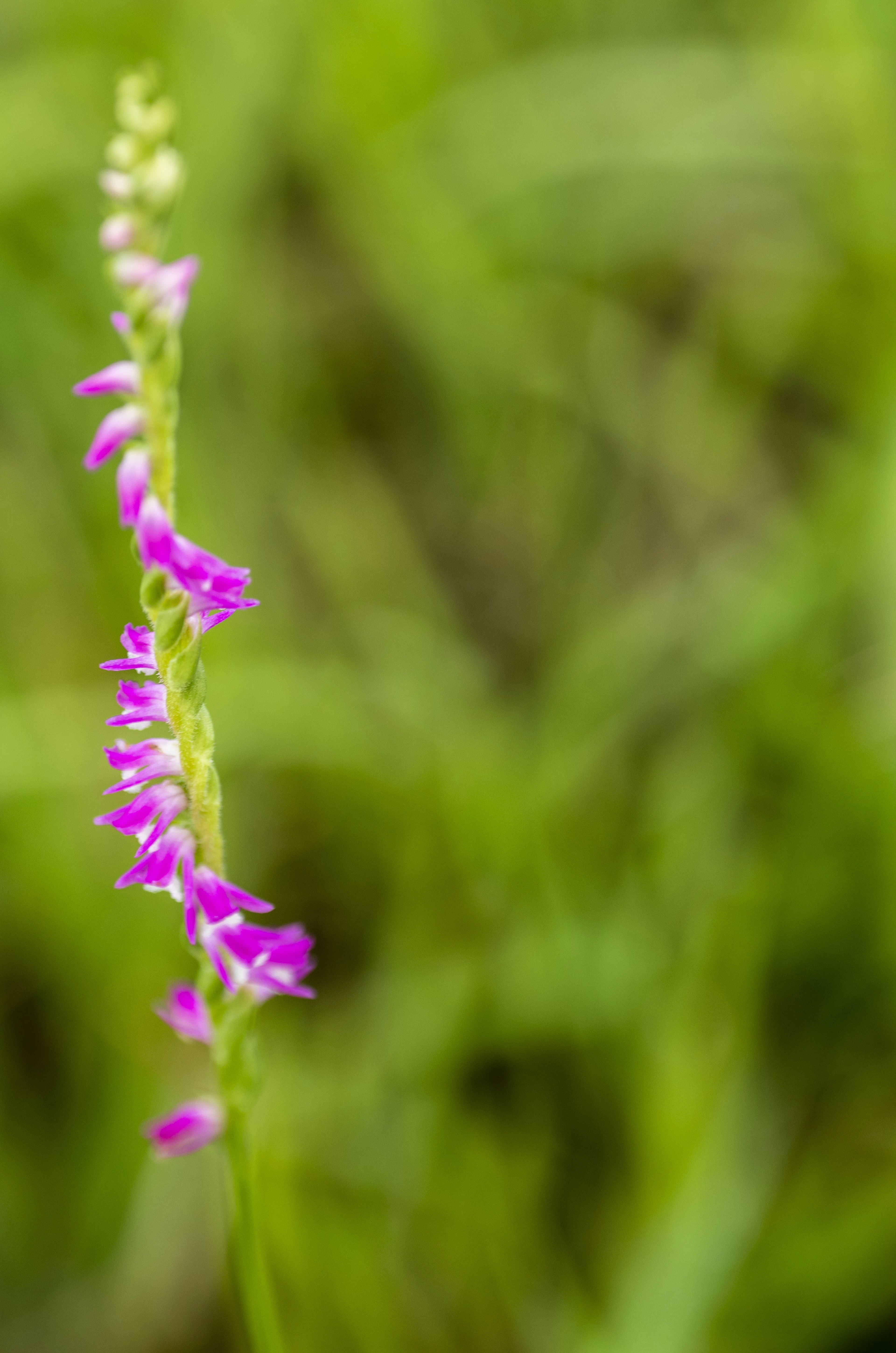 A slender purple flower standing against a green background