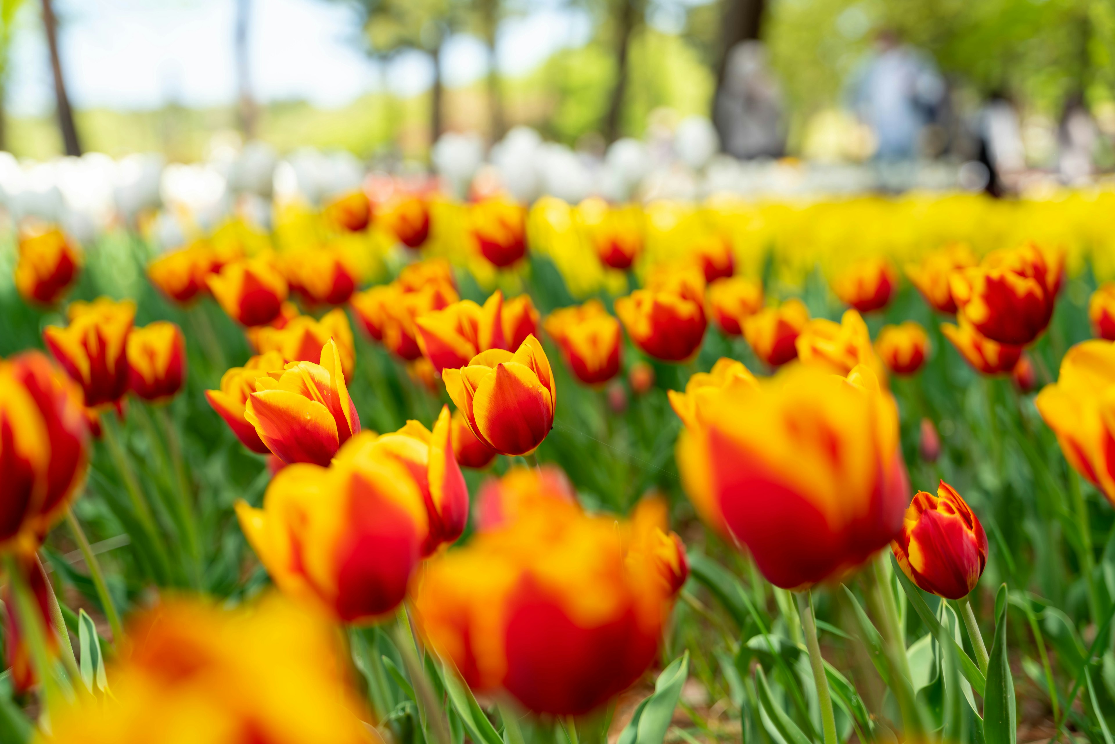 Tulip berwarna oranye dan merah yang cerah mekar di taman