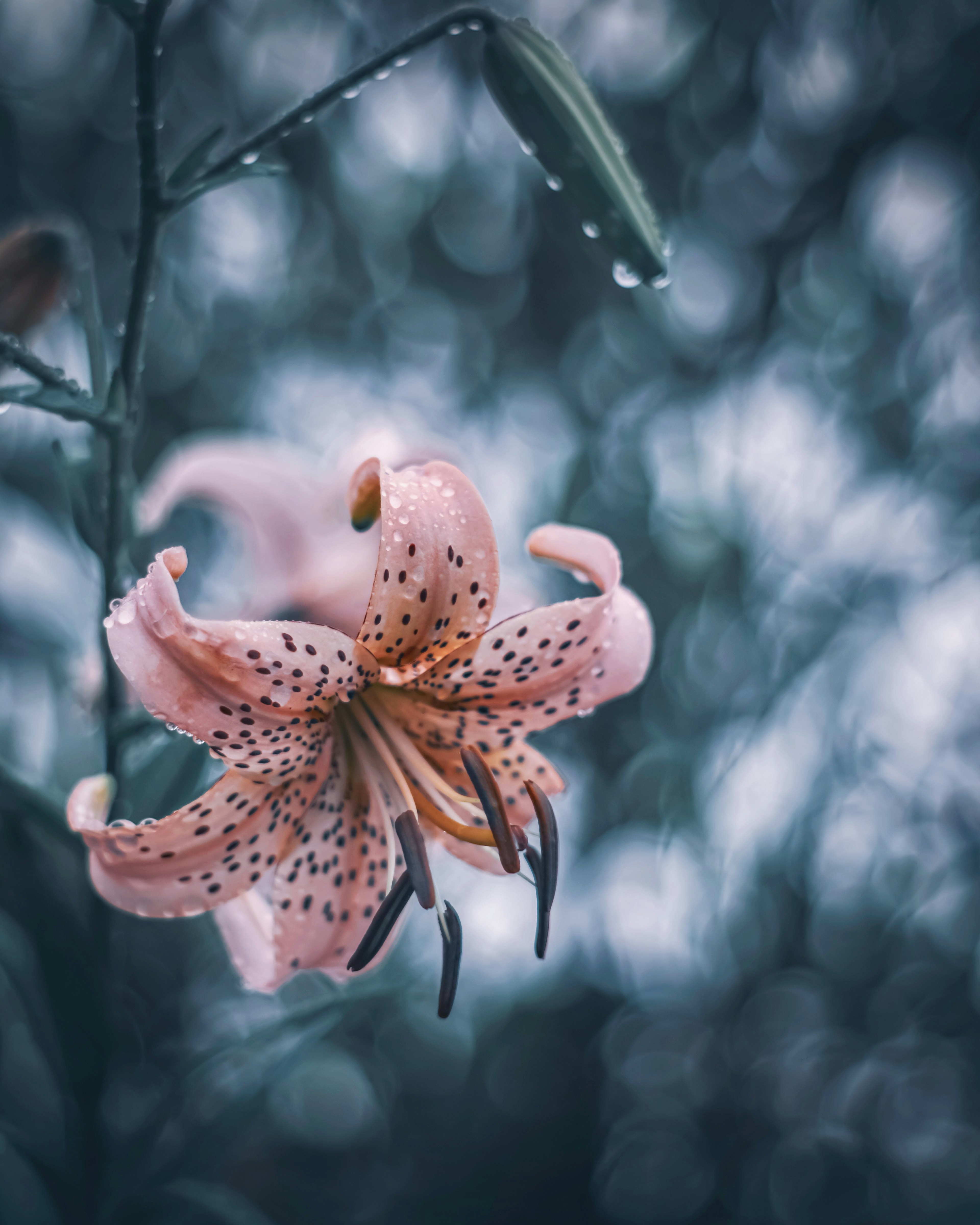 雨に濡れた薄いピンクのユリの花が青い背景に浮かんでいる