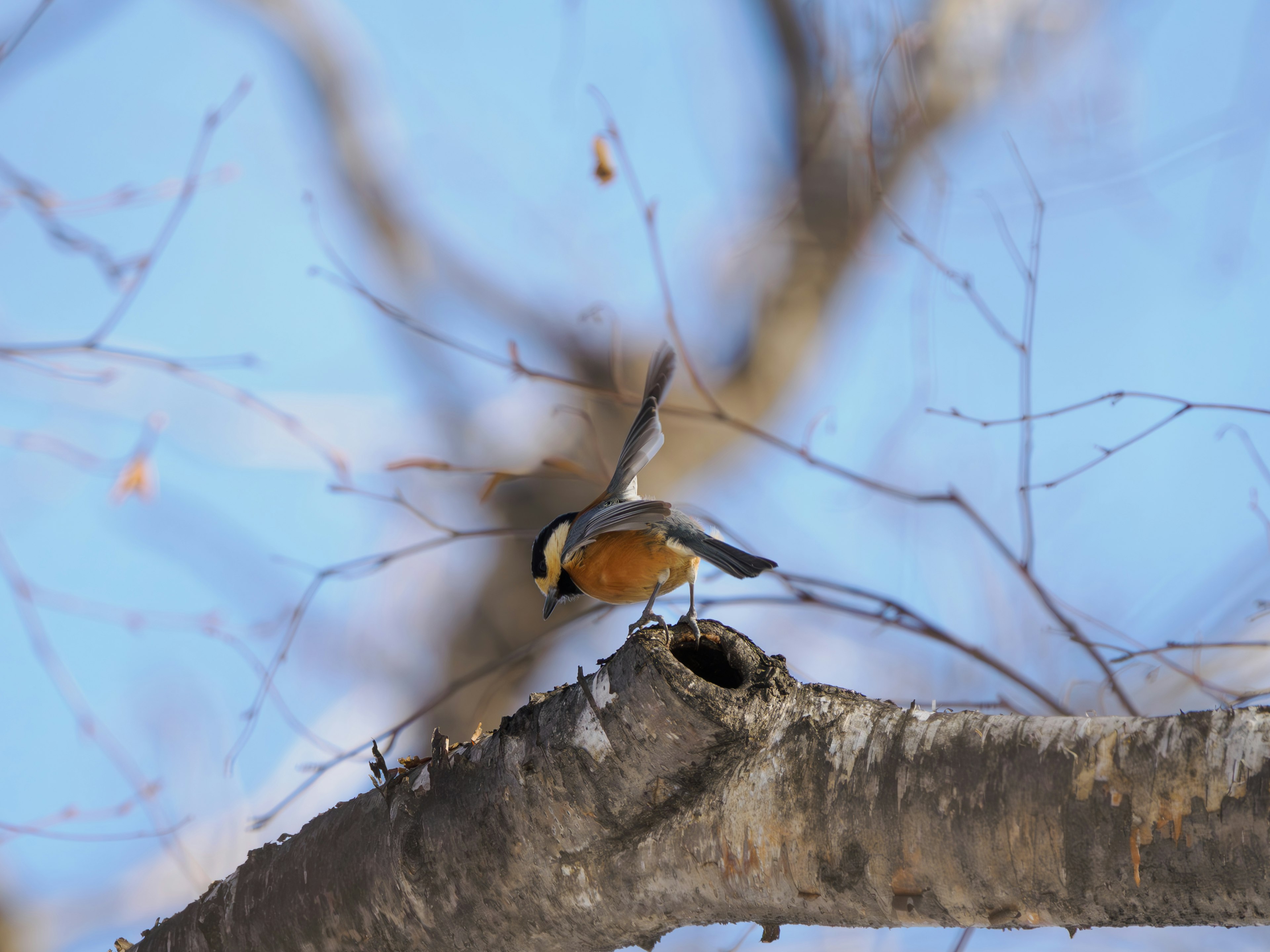 Oiseau orange sur une branche s'approchant de son nid