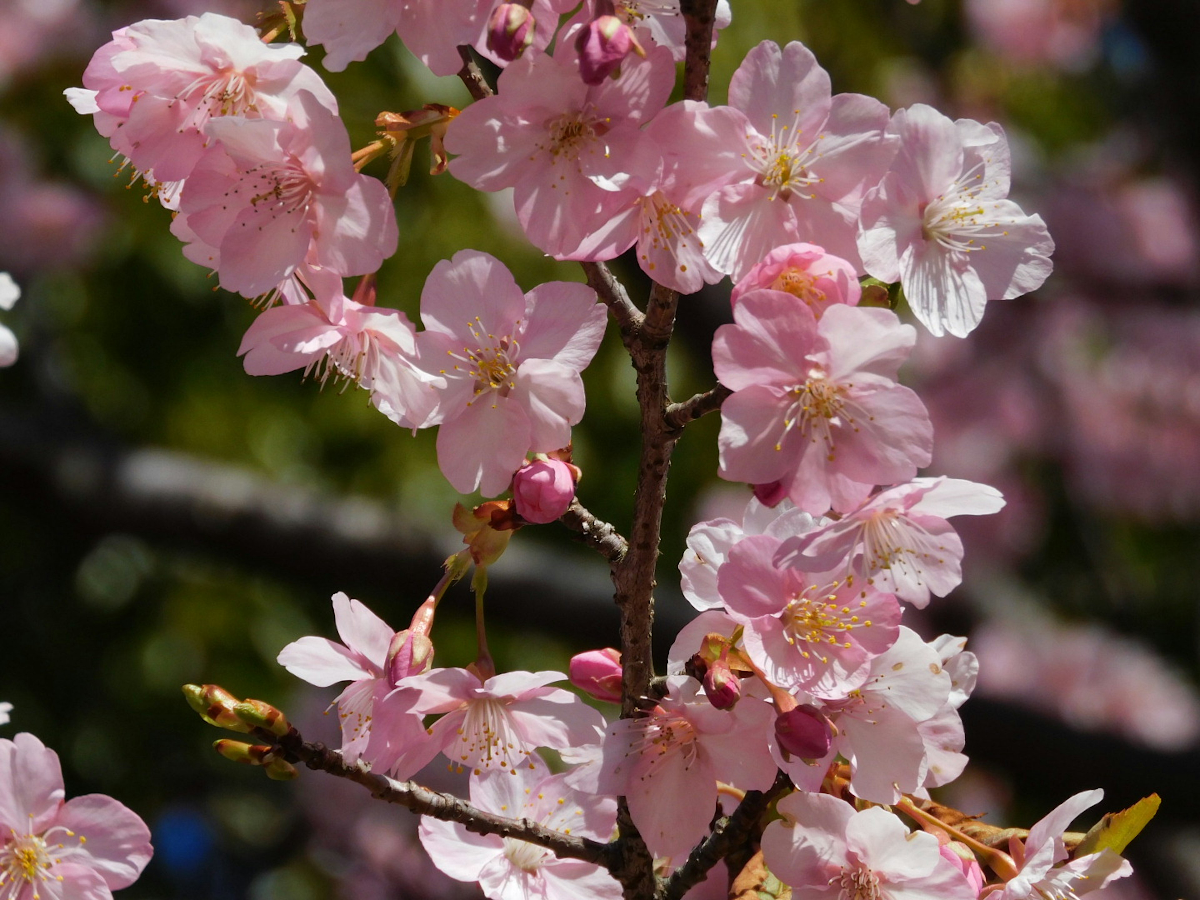 Close-up of cherry blossom flowers on a branch