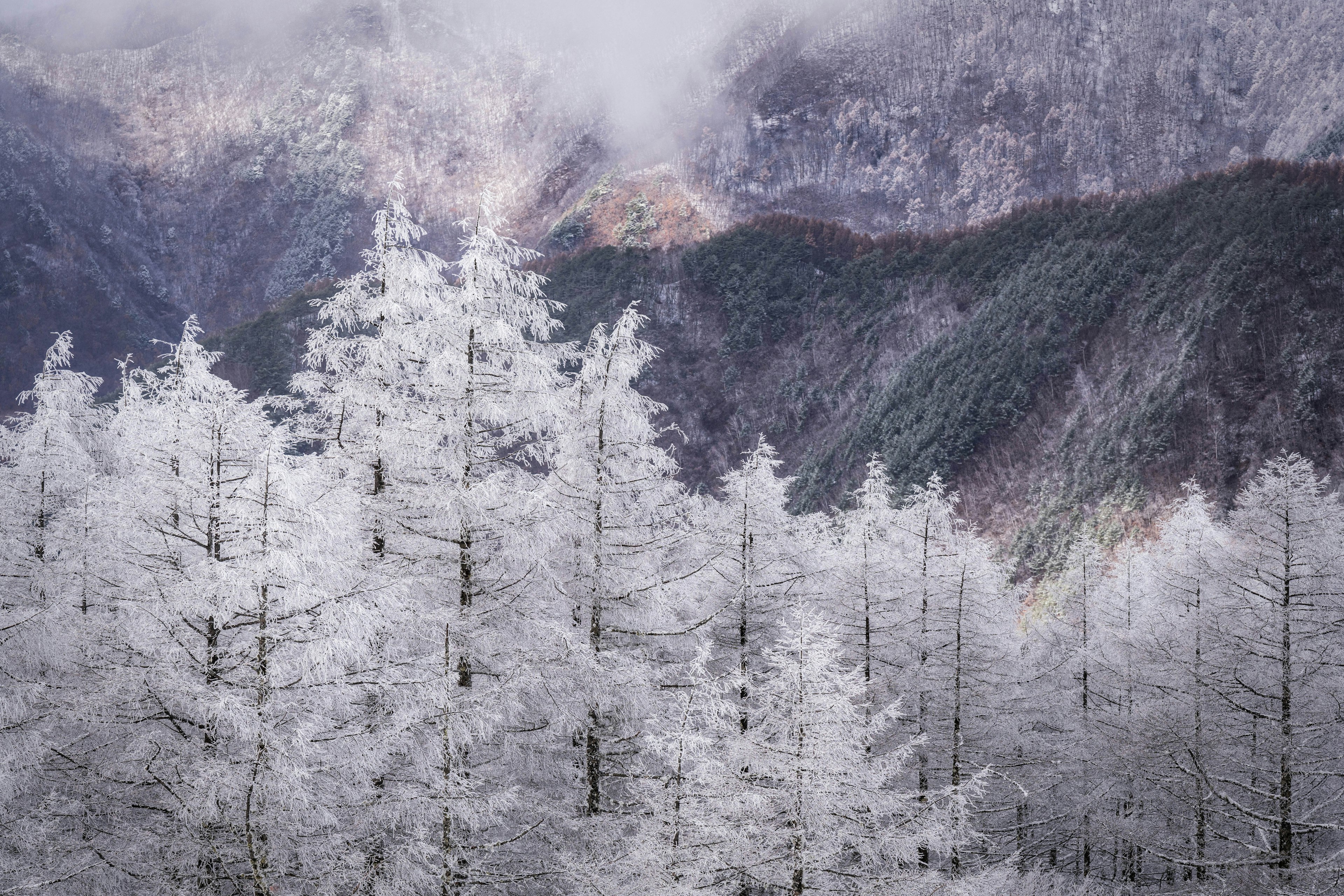 雪に覆われた木々と山々の風景